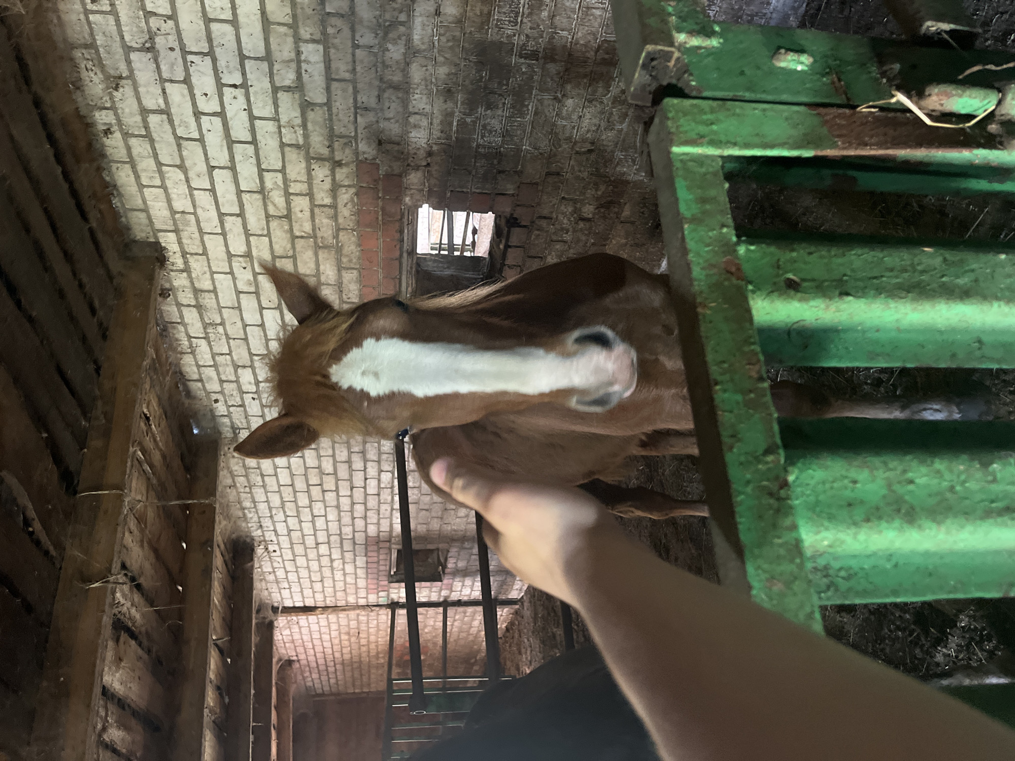The image shows a brown horse with a white blaze on its face standing in a brick-walled structure. A person's arm reaches out towards the horse. The environment is enclosed, with a window visible near the top. To the right of the frame is a structure painted green. The location is possibly in or near Krasnaya Gorka, Russia.