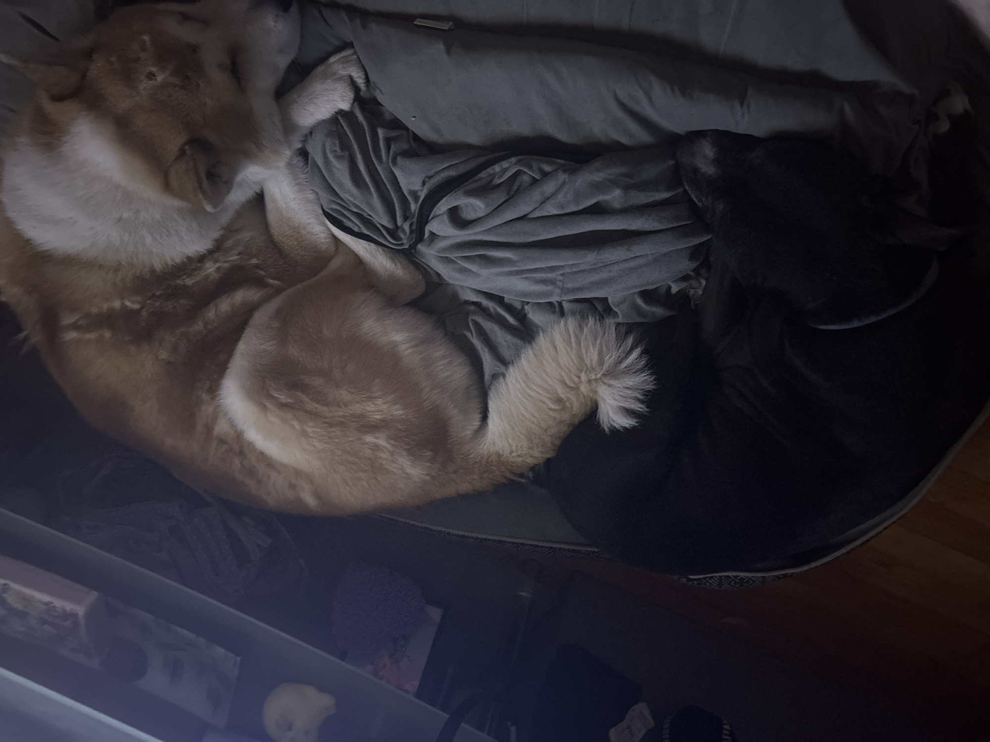 The image depicts two dogs curled up together in a dog bed. One dog is light brown and white, and the other is black. They are lying on a gray blanket inside the bed. The background shows a shelf with various objects. The location is unknown and not indicated in the image.