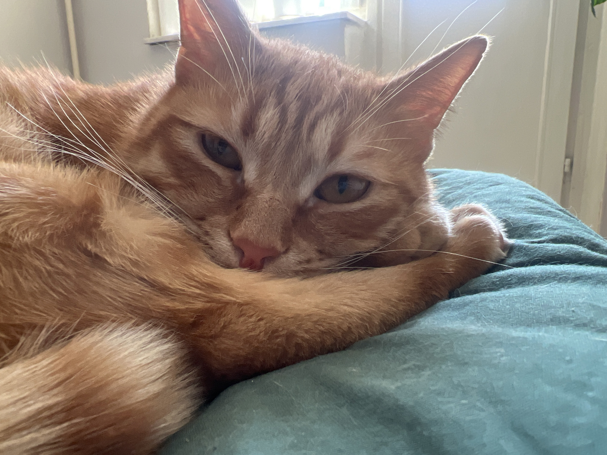 A close-up image depicts an orange tabby cat lying on a teal-colored cushion or blanket. The cat is positioned towards the left of the frame, with its head resting on its front paws. The cat's eyes are partially open, suggesting it is in a relaxed or drowsy state. Its whiskers are long and white. The background is slightly blurred, but a window with visible sunlight is present. There is no indication of the city of Moscow, Russia in the image.