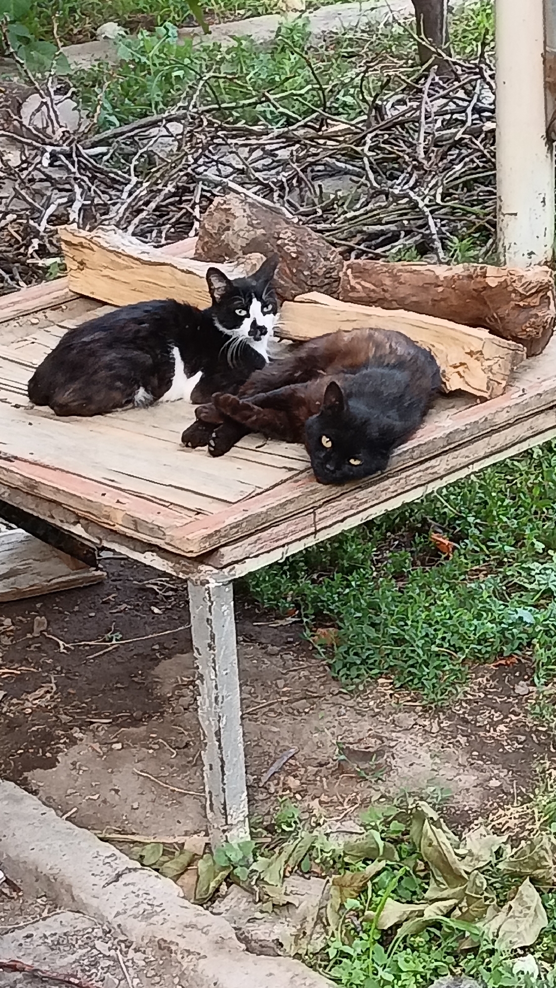 Two cats are resting on a wooden surface outdoors. One cat is black and white with green eyes and is lying on its side. The other cat is solid black with yellow eyes and is curled up next to the first cat. The wooden surface appears to be a table or bench, and it is surrounded by greenery and scattered branches. The scene suggests a relaxed, informal outdoor setting, possibly in a backyard or garden. The location is identified as Ashtarak, Armenia, suggesting a specific geographical context for this everyday observation of domestic animals.