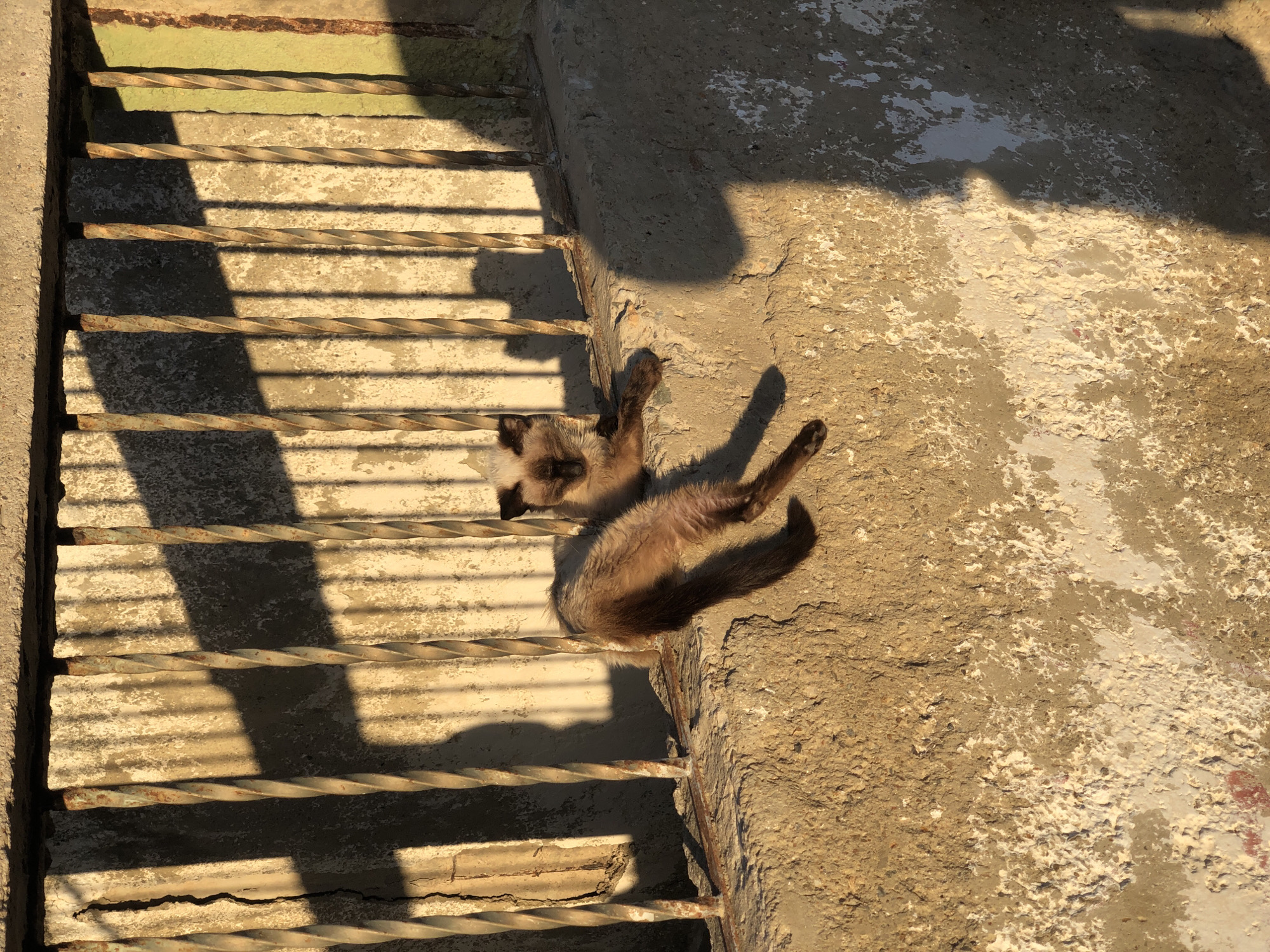 A medium-long shot captures a Siamese cat lying on a concrete step adjacent to a metal staircase. The staircase, with its twisted metal rungs, casts stark shadows across the steps and the concrete surface. The concrete step appears aged and weathered, with patches of discoloration. The cat is positioned with its head near the staircase and its body extending onto the concrete step. Its tail is draped over the edge of the step. The sunlight suggests it is either early morning or late afternoon. The location is Altagracia, Venezuela. No people are visible.