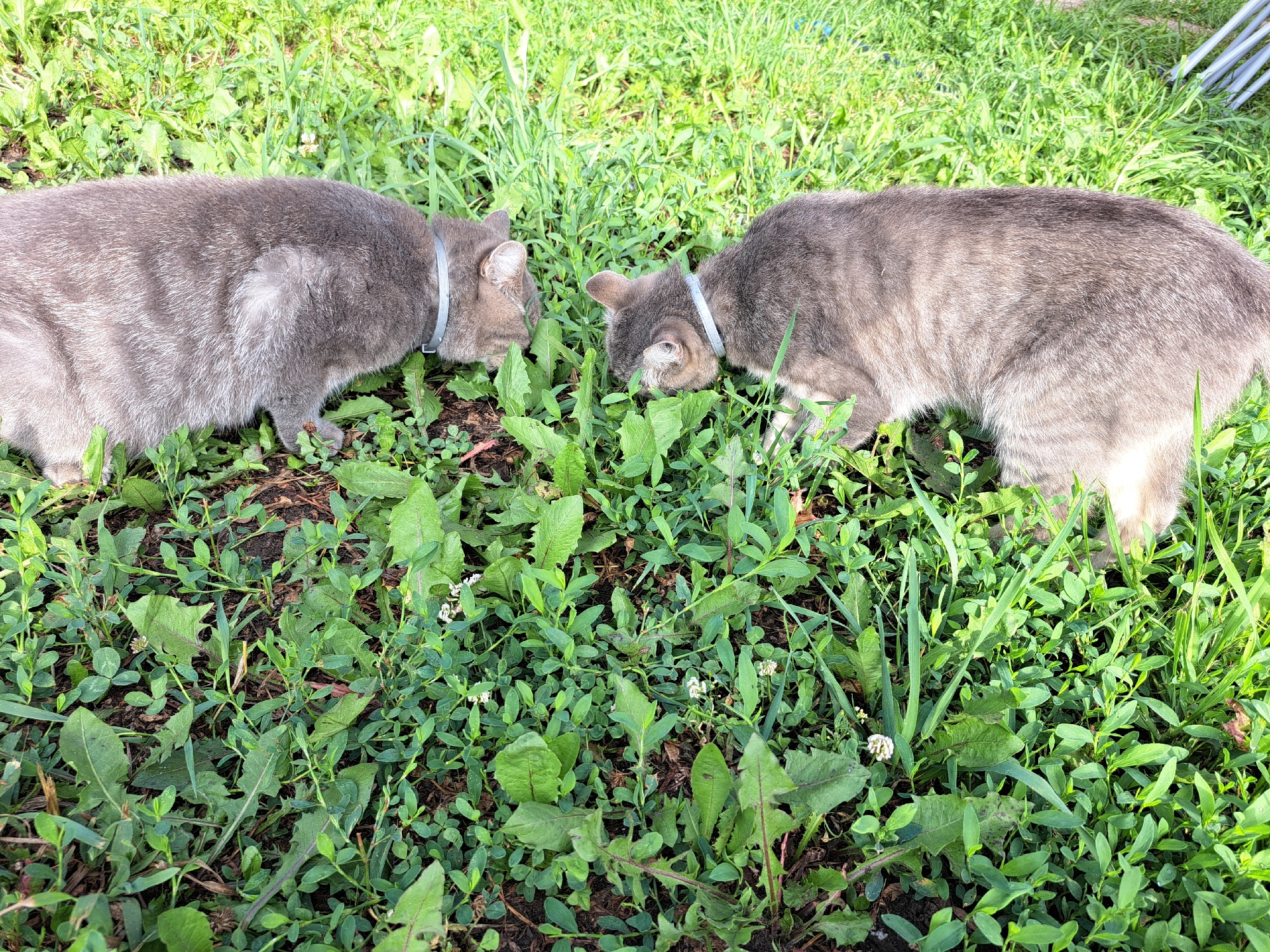 Two gray tabby cats with light gray collars are exploring a patch of green grass and weeds. The cat on the left is facing right, and the cat on the right is facing left, with their heads down, sniffing the ground. The environment appears to be a grassy outdoor area with some brown soil visible. The image does not contain any information that would allow for a specific location within the city of Chernetsk, Russia.