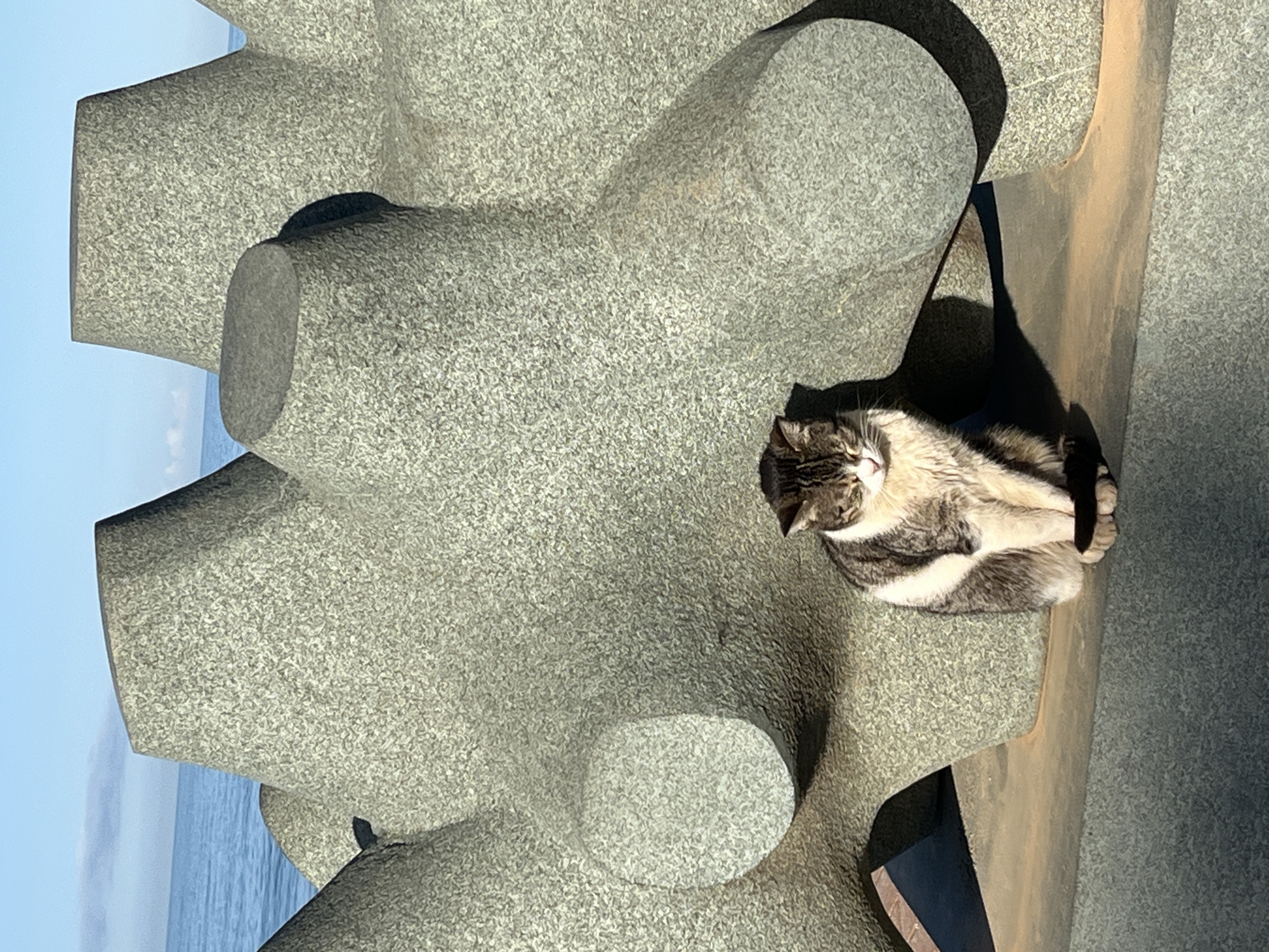 The image shows a cat resting on a tetrapod breakwater in Alanya, Turkey. The gray tetrapods dominate the frame, their complex geometric shapes forming a protective barrier. The cat, with tabby markings of gray, white, and brown, is curled up on one of the tetrapods, basking in the sunlight. The sky is visible in the background, with a clear blue hue. The ocean is a calm blue color.