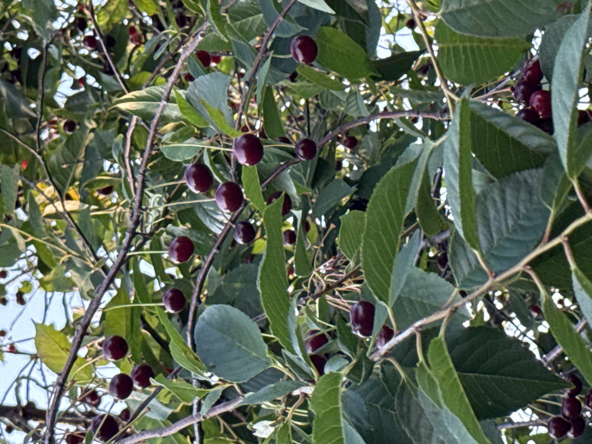 The image shows a close-up view of a cherry tree with ripe, dark red cherries hanging from its branches. The cherries are clustered together and some are partially obscured by the tree's green leaves. The branches are thin and brown, with smaller twigs extending outwards. The background is a mix of dappled sunlight and shadow, suggesting an outdoor setting. The overall impression is of a bountiful harvest in a natural environment. There are no people or any indication of human activity in the image. The image was taken in the vicinity of Vikraičiai, Lithuania, a rural area known for its agricultural lands.