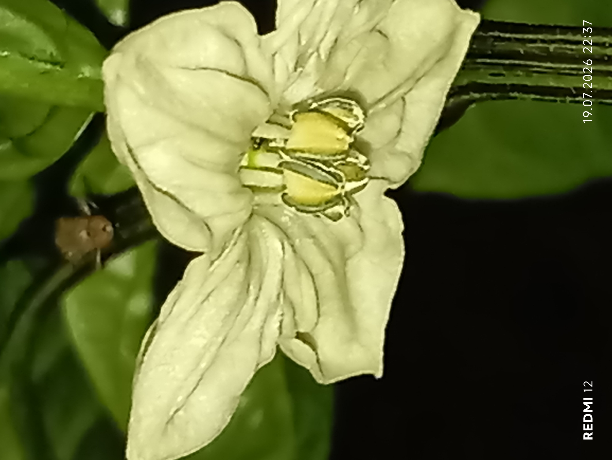 A close-up, slightly blurry photograph shows a pale yellow flower with green pistils and stamens, likely from a plant in the nightshade family, such as a pepper or tomato plant. The flower has delicate, ruffled petals and is set against a dark background with blurred green foliage. In the bottom left corner, the text "REDMI 12" is visible, indicating the phone model used for the photograph. In the bottom right corner, a timestamp reads "19.07.2026 22:37". The scene is outdoors, potentially in a garden or on a plant stem, with no indication of the specific city of Smila, Ukraine, beyond what might be inferred from the metadata of the original image file, which is not provided.