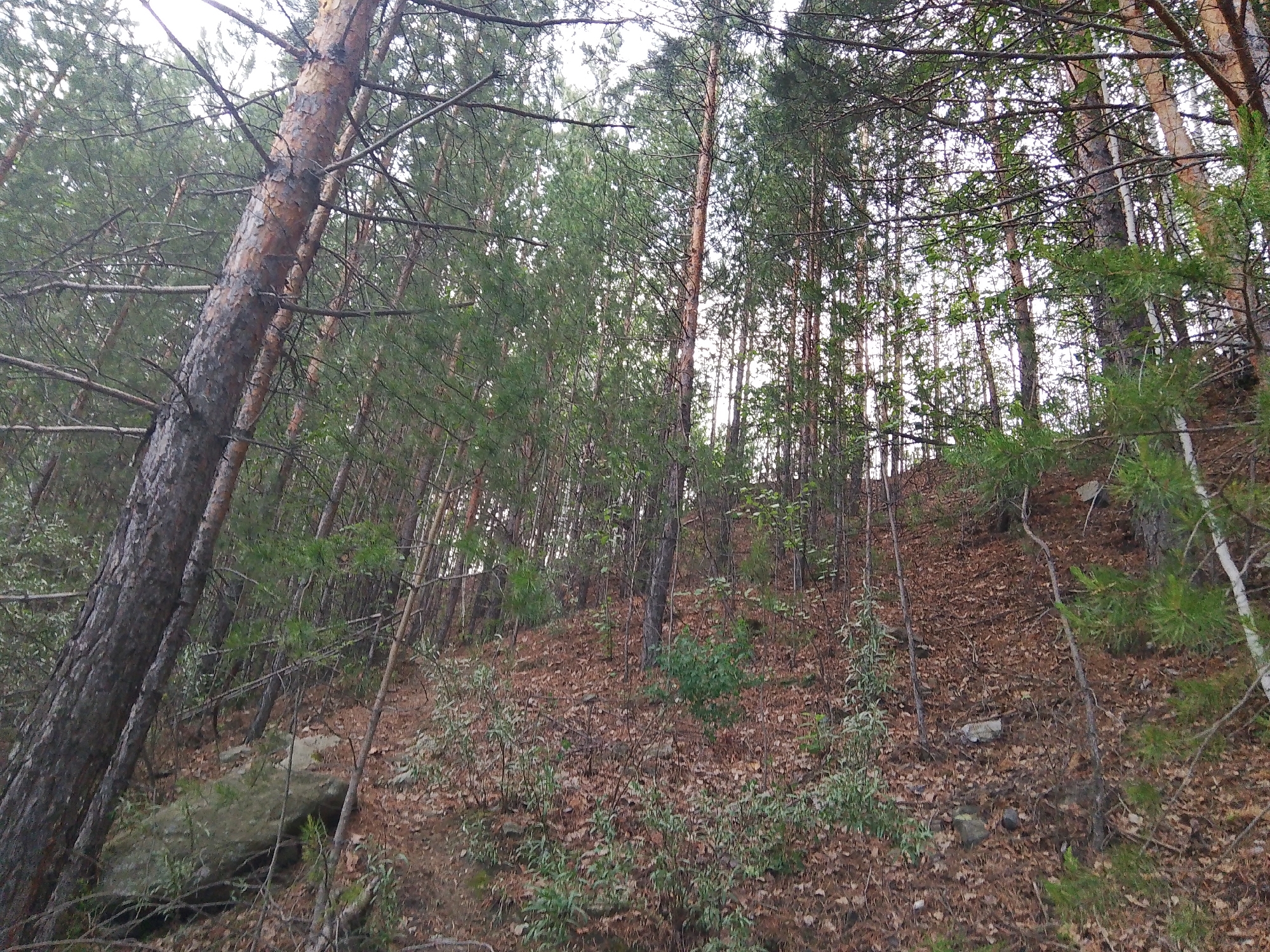 The image shows a wooded hillside in Malysheva, Russia. The terrain is covered with dry leaves and sparse vegetation. Several trees, predominantly pine, are scattered across the slope, with some larger trees visible in the foreground. The sky is overcast and appears bright through the canopy. There are no people or animals present in the image.