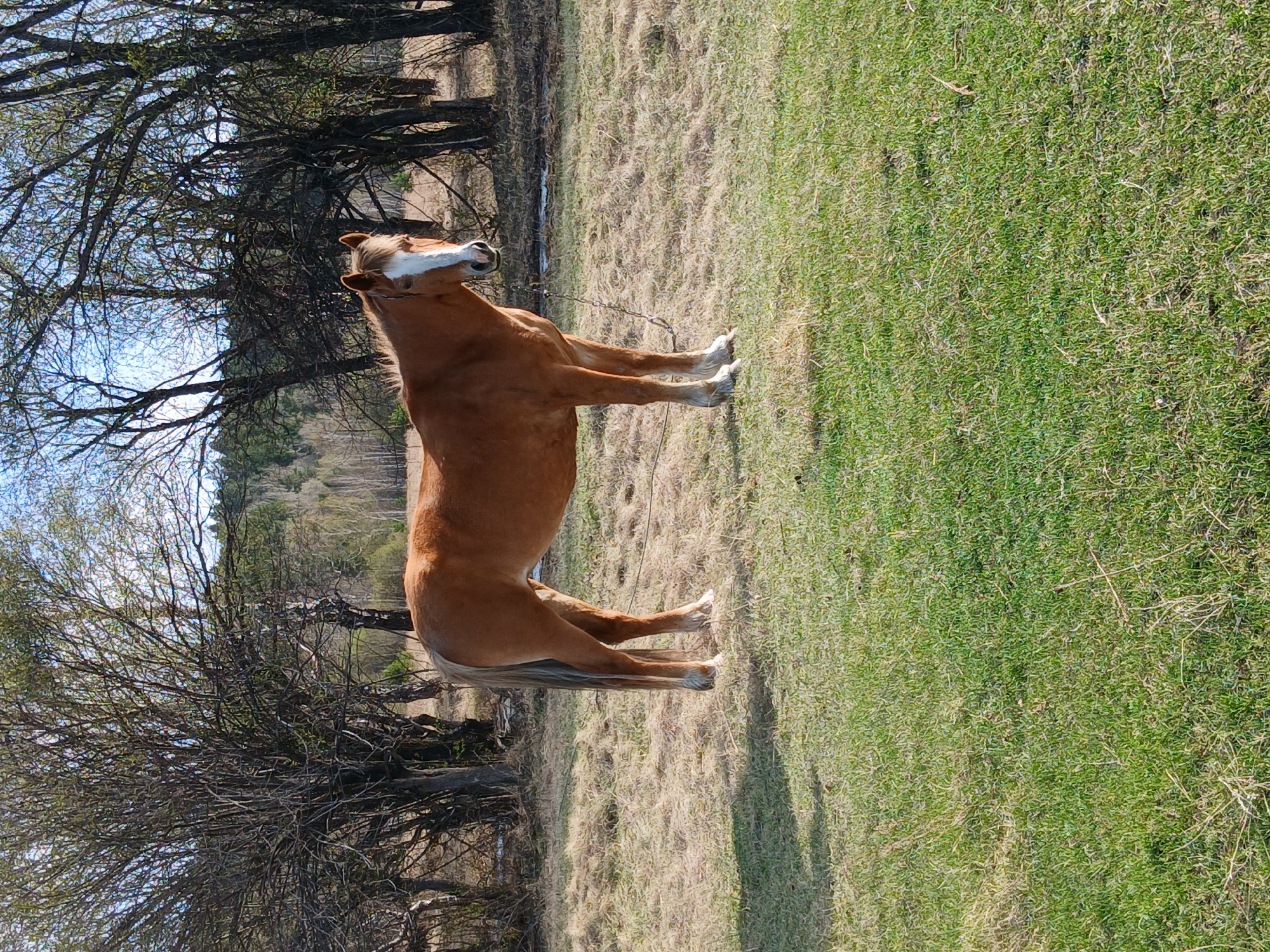 A chestnut-colored horse with a white blaze on its face stands in a grassy field. The field appears to be on a slight slope, with a mix of green grass and patches of dry, brown grass. A line of bare trees is visible in the background, suggesting a wooded area. The sky is blue with some sparse tree branches visible in the upper left corner of the image.