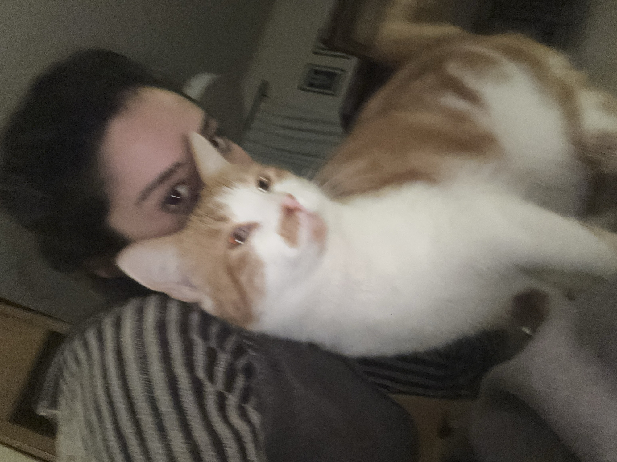 A person with dark hair is holding a white and orange tabby cat. The person is wearing a striped shirt. The location is not discernible from the image.