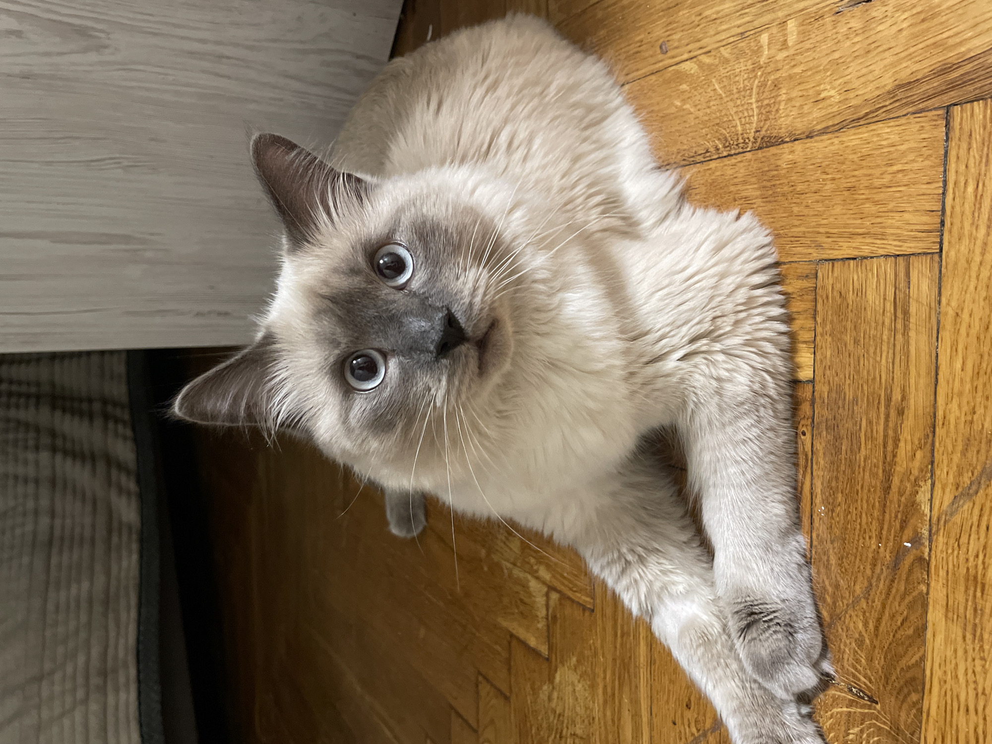 A fluffy Siamese cat with striking blue eyes is lying on a polished wooden floor. The cat is light-colored with darker points on its ears and face. Its paws are crossed in front of its body. The background shows a blurred area of what appears to be furniture or a bed, and a wall. There are no people or any indications of the location being in Kyiv, Ukraine.