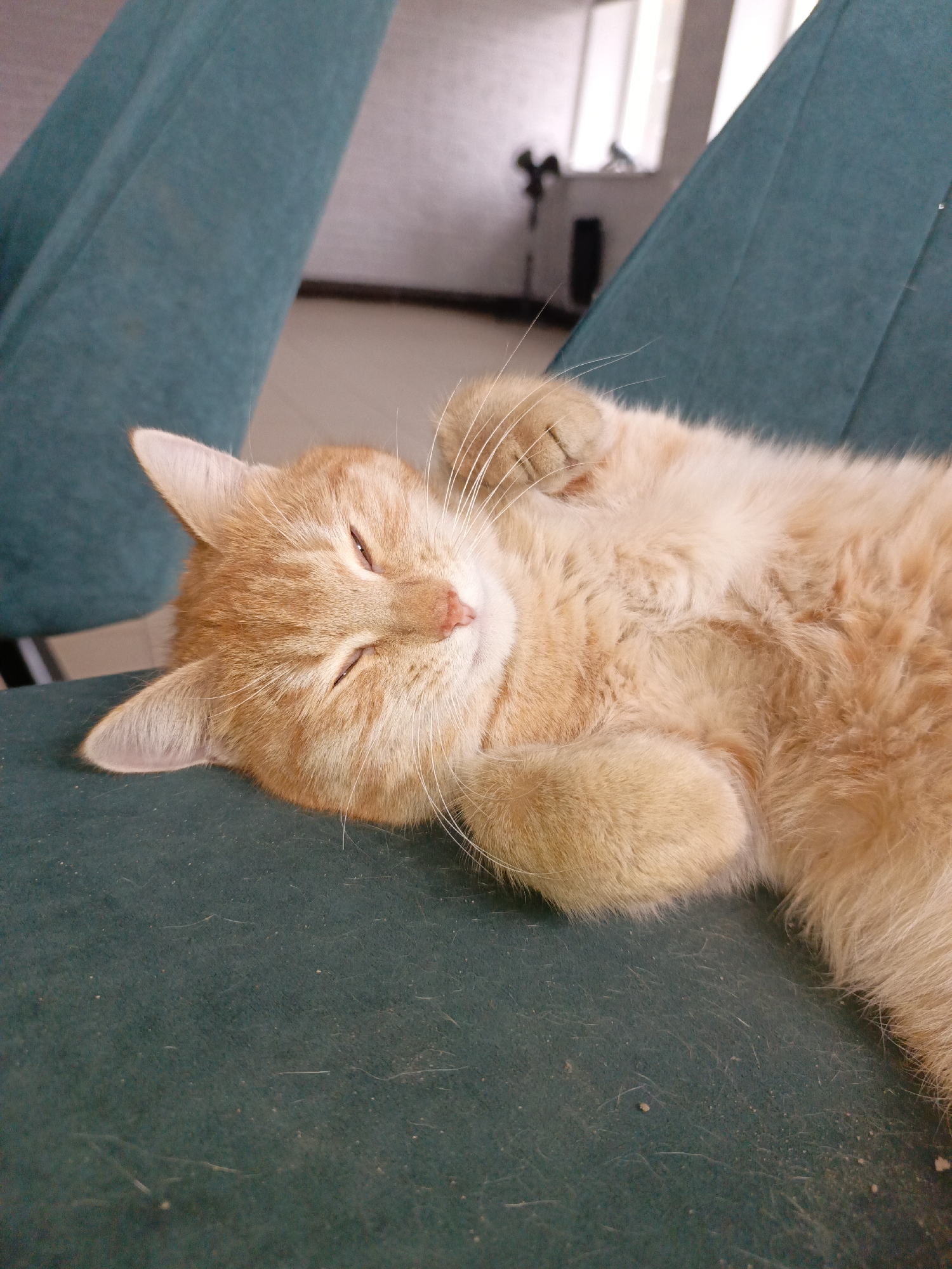 A ginger cat is sleeping on a green chair. The cat is curled up on its side with its eyes closed and one paw raised near its face. The background shows part of a room with another green chair and a window. It is difficult to determine the location in the city of Noviy, Russia without additional information.