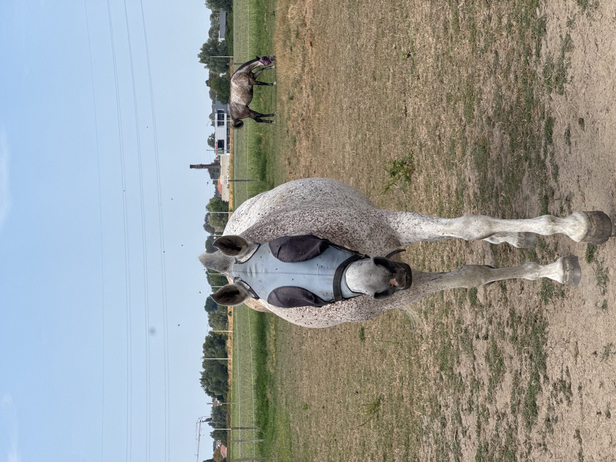 A close-up, front-facing shot features a dappled grey horse wearing a light blue fly mask that covers its eyes and ears. The horse is standing on dry, uneven ground with patches of sparse green vegetation. In the background, a second, darker horse grazes in a grassy field. Beyond the field, a treeline is visible, with industrial buildings and a tall smokestack to the left, suggesting an urban or semi-industrial environment. The sky is clear and blue, with power lines stretching across it. The location is identified as Estaimpuis, Belgium, based on contextual information provided. The overall scene depicts a pastoral setting with distant industrial elements under a bright, sunny sky.