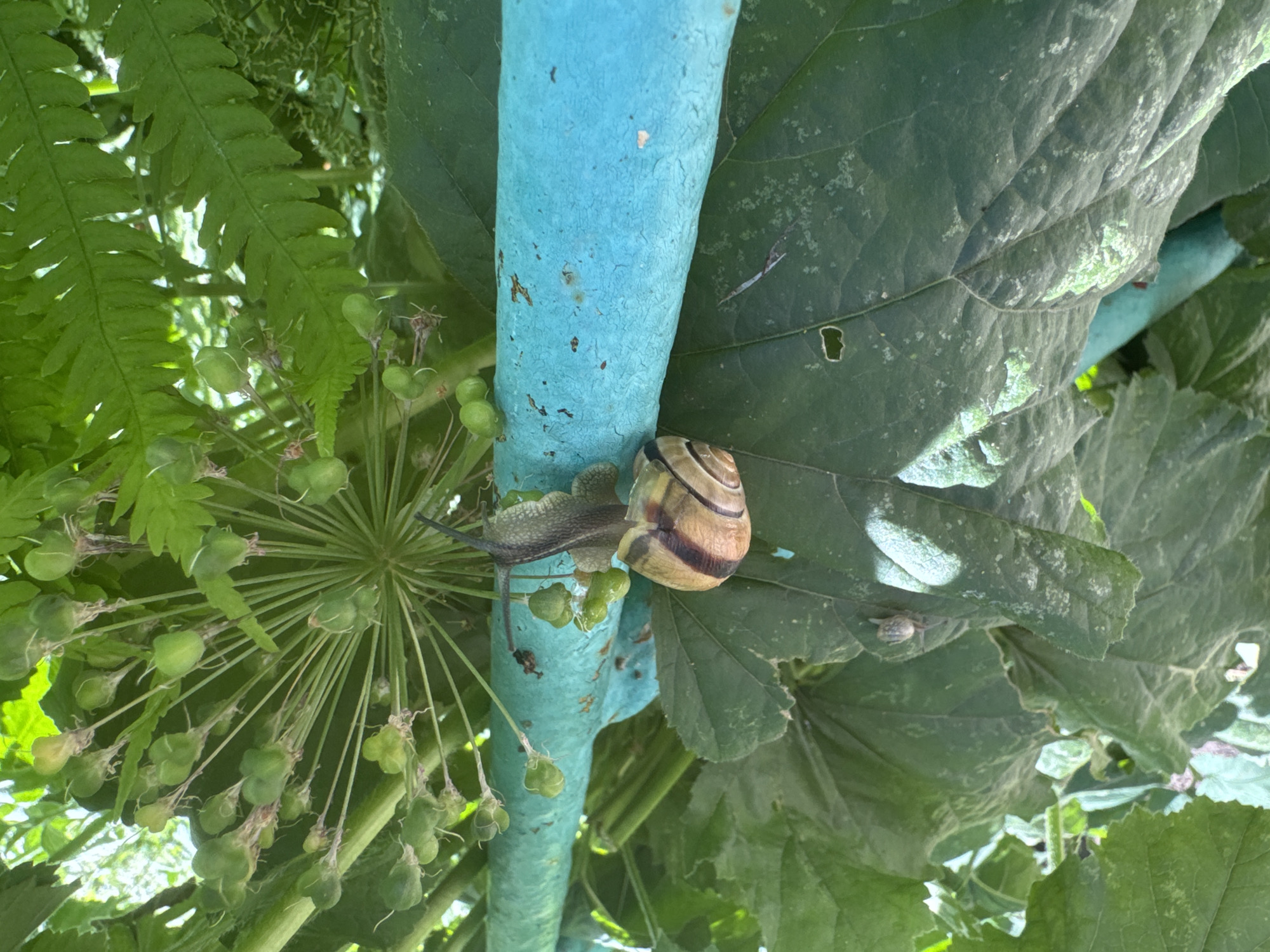A snail is climbing on a bright blue pipe, which is surrounded by lush green foliage. The snail, with its distinctive striped shell, is positioned horizontally on the pipe, its body extended slightly. The background is filled with various shades of green from leaves and plants, with hints of sunlight filtering through. The setting appears to be an outdoor environment, possibly a garden or park, in the city of Chaikovsky, Russia. The image focuses on the snail and its immediate surroundings, capturing a moment in nature within an urban landscape.