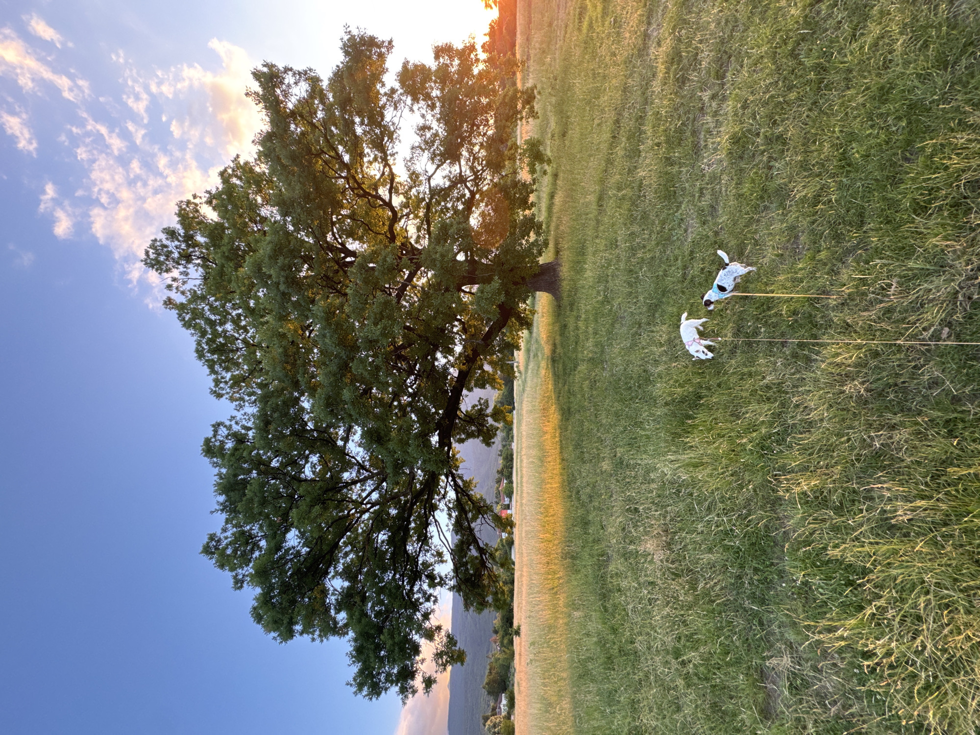 In a grassy field at sunset, two small dogs, one white with a pink collar and the other white with black spots and a blue bandana, stand tethered by leashes to stakes in the ground. In the background, a large, mature oak tree dominates the scene, with its branches spread wide over the field. Beyond the tree, a distant village with red-roofed houses is nestled against rolling hills. The sky above is a gradient of blue, transitioning to soft pink and orange hues as the sun sets, casting a warm glow on the landscape. The overall atmosphere is serene and idyllic, capturing a tranquil moment in nature.