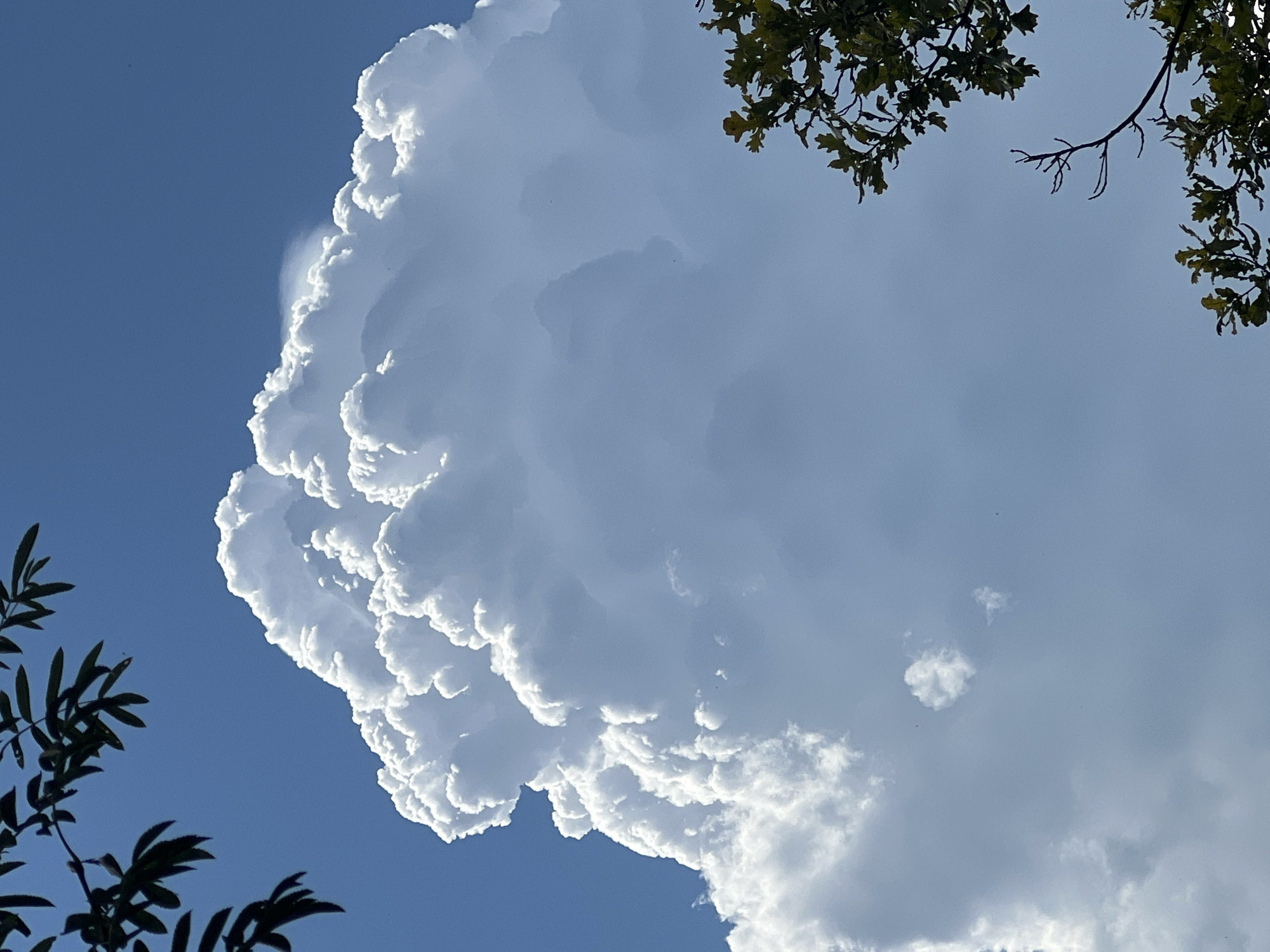 The image shows a large, fluffy white cumulus cloud against a bright blue sky. The cloud is towering and appears to be a cumulonimbus cloud, with a cauliflower-like top. The sun is shining brightly, illuminating the cloud from the side and creating strong contrasts between light and shadow. In the foreground, there are branches of trees with green leaves, framing the cloud from the top left and bottom right. The scene is natural and serene, with no people or any signs of human activity visible. The location is identified as Mochishche, Russia, but no specific landmarks or features of the city are apparent in the image. The overall impression is one of a clear, sunny day with impressive cloud formations.