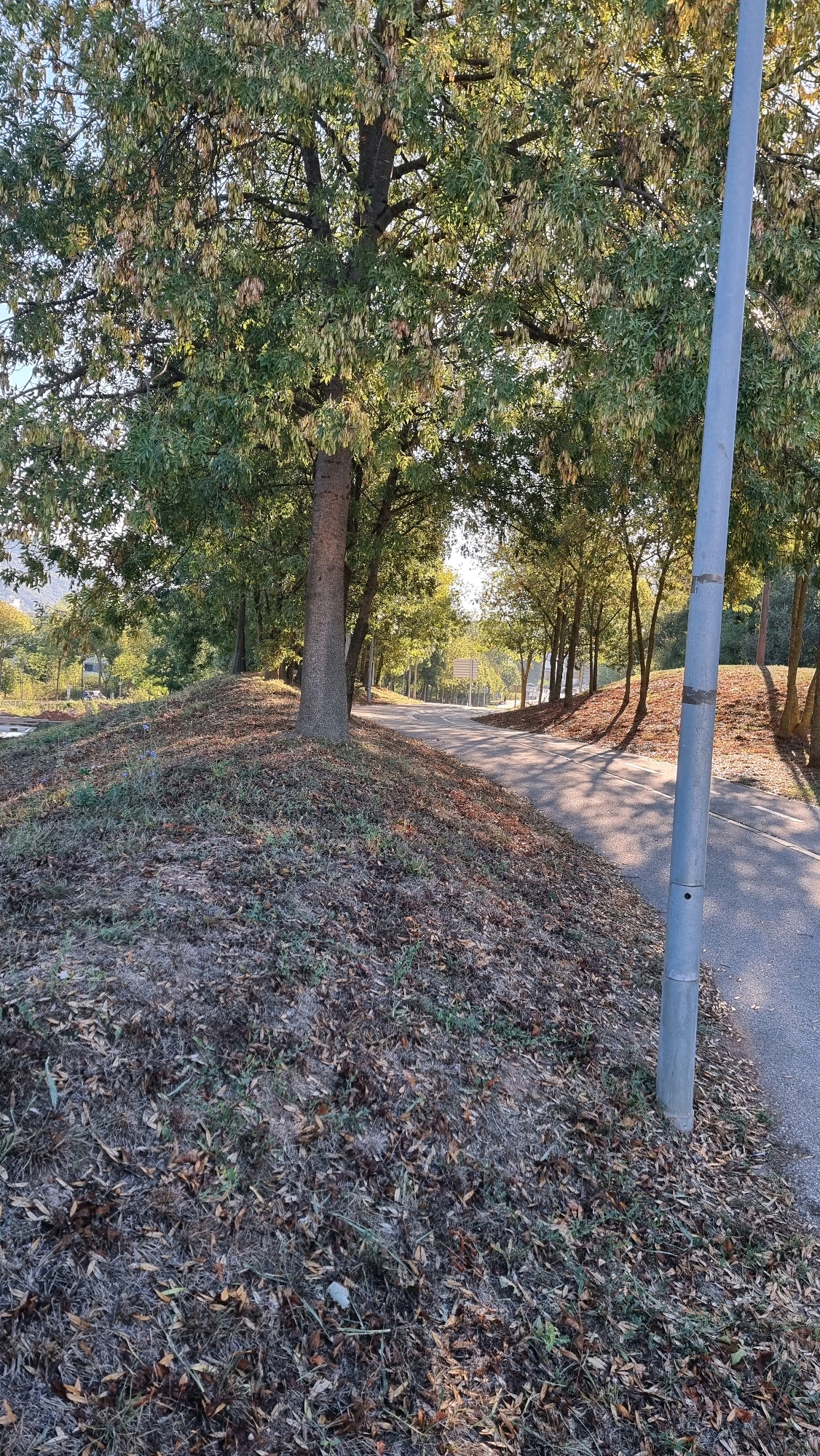 The image captures a sun-dappled scene along a paved pathway in Sant Joan les Fonts, Spain. A large tree with green and yellowing leaves dominates the left side of the frame, its trunk thick and textured. The pathway curves to the right, shaded by a canopy of trees that line its edge. The ground on either side of the path is covered in a layer of fallen leaves and dry grass. A tall, grey metal pole stands vertically on the right side of the image, positioned close to the edge of the pathway. The background shows more trees and a hint of distant hills. The overall impression is one of an autumnal park or roadside setting, bathed in the warm light of late afternoon.