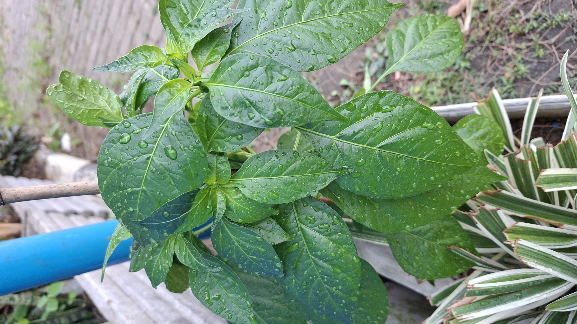 A close-up, high-angle shot focuses on the vibrant green leaves of a plant, glistening with water droplets, suggesting recent rain or watering. The plant appears to be in a planter box, with another plant with striped green and white leaves visible in the foreground. In the background, a bright blue pole and a grey concrete structure are partially visible, hinting at an urban or suburban outdoor setting, potentially in Palembang, Indonesia. The ground is covered with dry soil and scattered leaves. The lighting is soft and diffused, indicating an overcast day or shade. There are no people or animals present in the frame, and no discernible action is taking place, creating a still life composition focused on the natural elements.