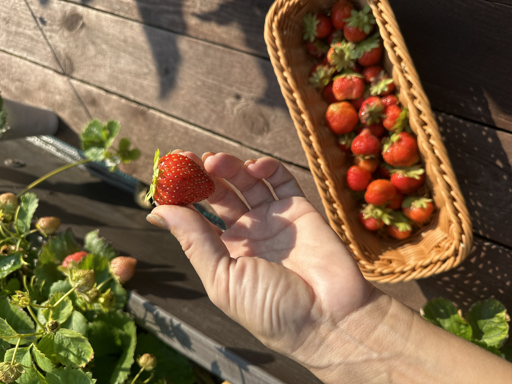 A hand with manicured nails holds a ripe strawberry in the foreground. Behind the hand, a woven basket overflows with freshly picked strawberries. The scene is set outdoors on a wooden surface, likely a deck or patio, with dappled sunlight filtering through. In the background, lush green strawberry plants are visible, suggesting a garden or farm setting. The overall impression is one of a bountiful harvest, bathed in the warm glow of a sunny day. The location is the city of Samarsky, Russia.