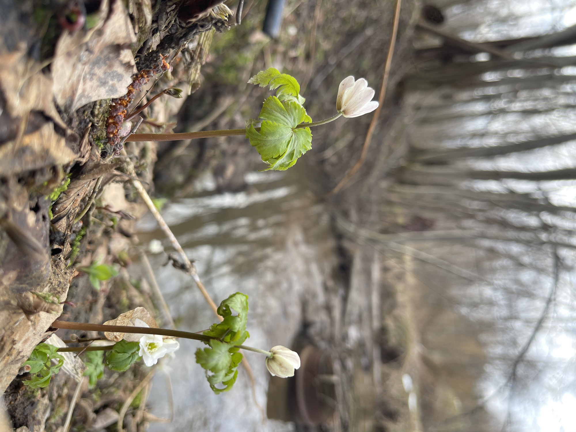 The image shows a close-up of small white flowers, possibly Anemone quinquefolia or a similar species, growing near a body of water. The flowers have delicate petals and are emerging amidst green leaves. The background is blurred, suggesting a forest or wooded area, with bare trees and foliage visible. The scene appears to be a natural setting, with the focus on the delicate flowers in their environment. There is no information from the image to suggest the location of Zhigalki, Russia.