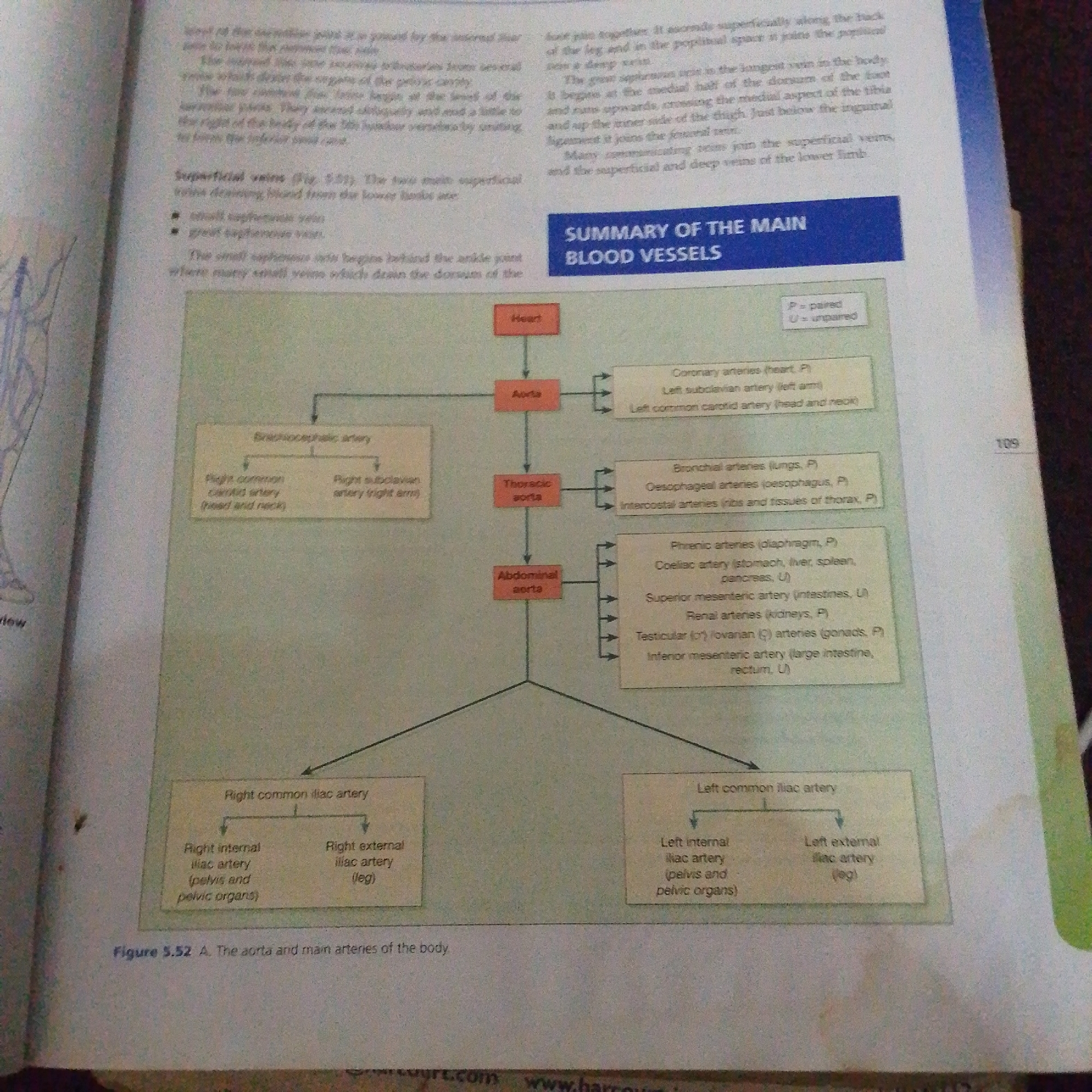 The image is a scanned page from a textbook, likely an anatomy or biology textbook, displaying a diagram and accompanying text about the circulatory system, specifically the aorta and main arteries of the body. The diagram is a flowchart illustrating the branching of the aorta into different arteries. The text provides descriptions of superficial veins and arteries, along with a summary of the main blood vessels. There is also a small diagram of a limb on the left side of the page, possibly illustrating the superficial veins mentioned in the text.
The setting is a static one, within the pages of a book. There are no people, animals, or specific scenes of activity. The focus is entirely on the educational content.
Notable details include the figure number "Figure 5.52 A" and a page number "109". There are also some URLs visible at the bottom, likely from the scanning or printing process: "gre.com" and "www.h". The text mentions various body parts such as the heart, lungs, stomach, liver, kidneys, and limbs, indicating the anatomical context. The diagram uses boxes and arrows to visually represent the connections and divisions of arteries. The terms "paired (P)" and "unpaired (U)" are used to classify some arteries, suggesting a level of detail typical in scientific literature.
The image does not depict any specific time of day or weather conditions, as it is an internal page from a book. There are no obvious emotional cues as there are no living subjects. The location context provided ("Jalingo, Nigeria") is external to the image content itself and would relate to where the book might be used or where the scan was taken.