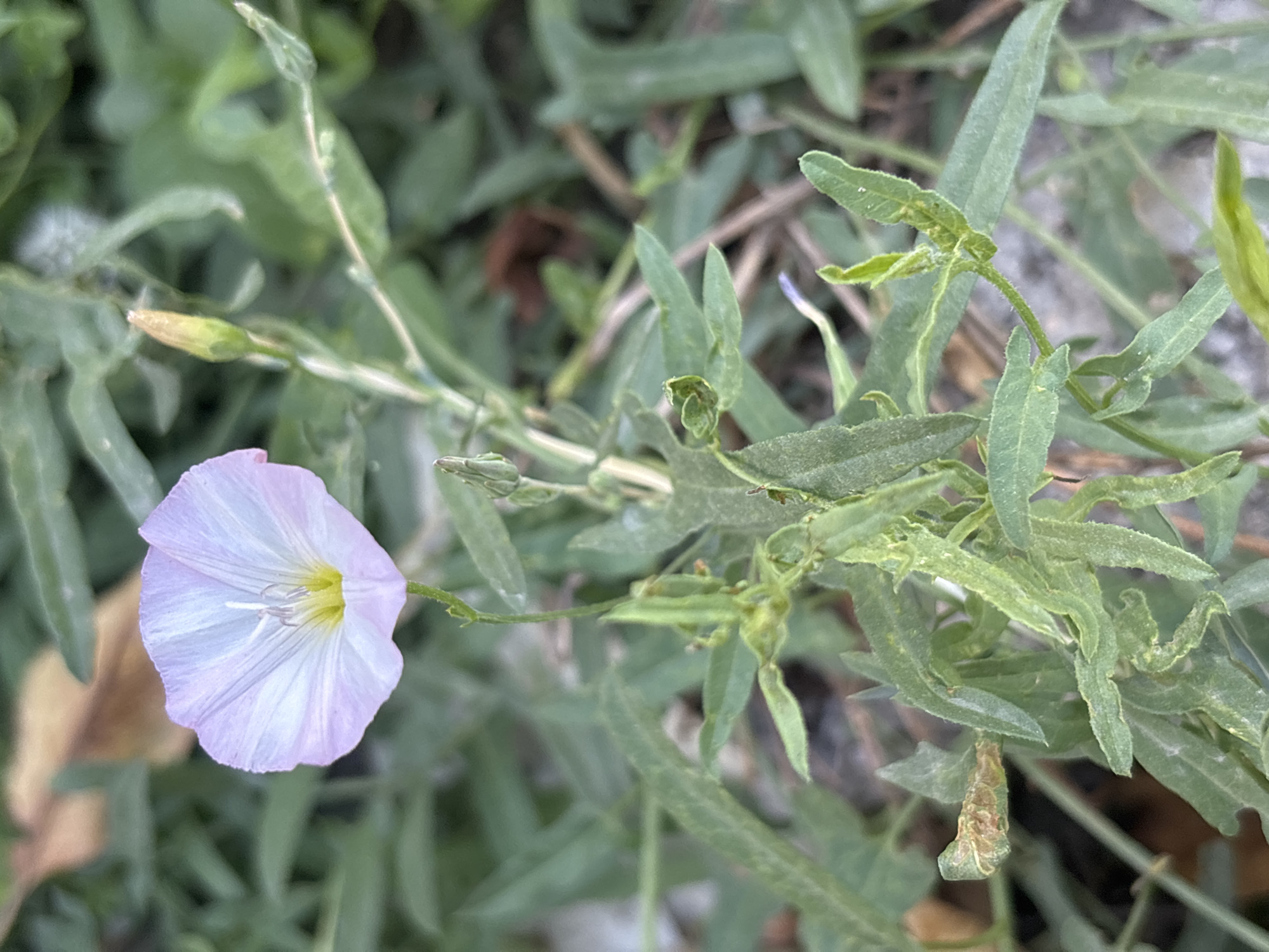A close-up, eye-level shot captures a delicate, pale purple bindweed flower in bloom, set against a blurred background of green foliage. The flower, with its funnel shape and prominent white stamens, is the central focus. A green stem supports the bloom, and several unfurled leaves and a closed bud are visible on the plant. The surrounding vegetation suggests an outdoor, natural environment, possibly a park or garden area. The image does not depict any people or specific man-made structures. The scene is tranquil and natural, devoid of any activity or interaction. Given the location in Taraz, Kazakhstan, this scene likely represents a common wild or garden plant found in the region.