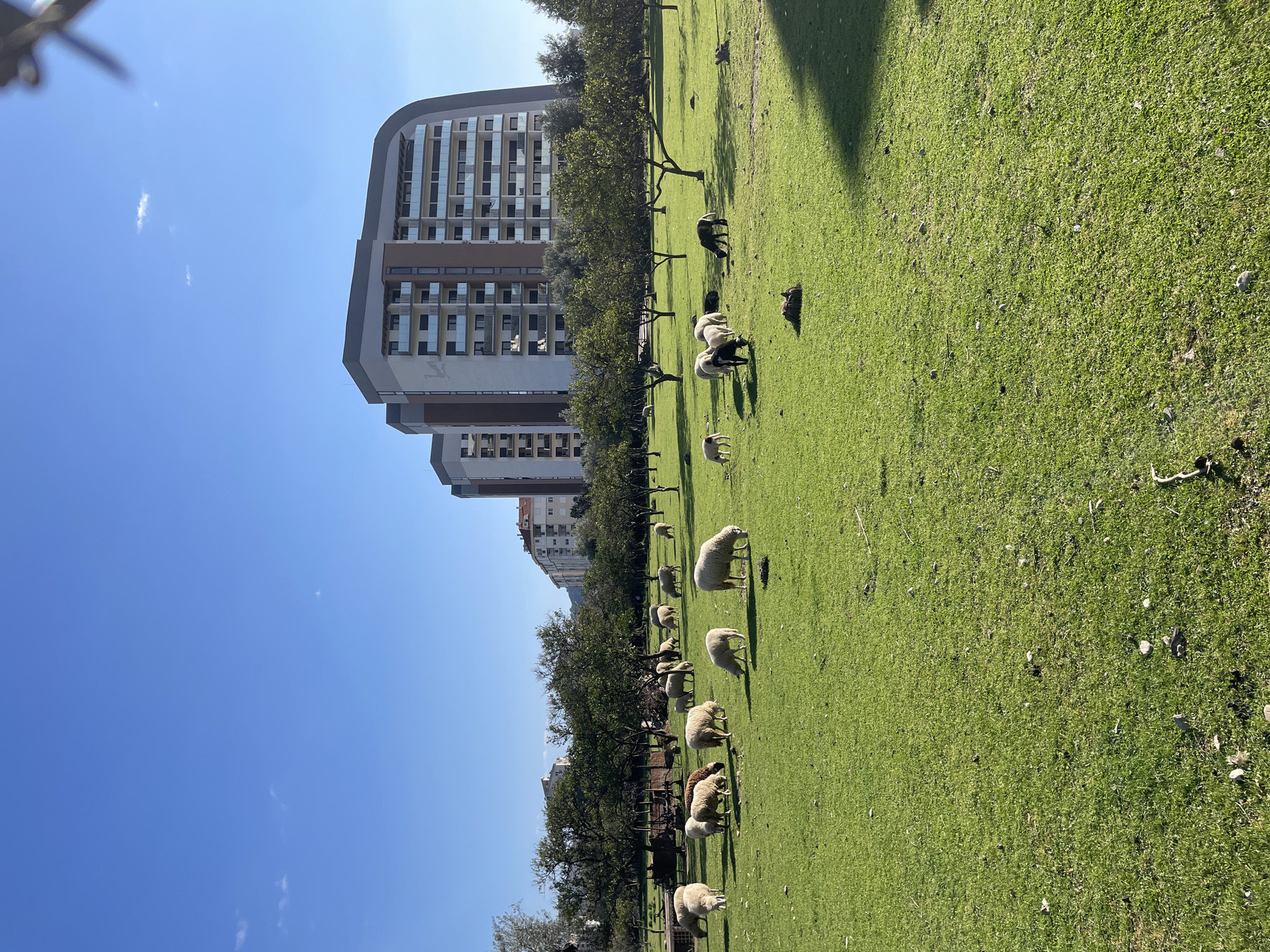 The image shows a grassy field with sheep grazing. In the background is a modern, multi-story building complex under a clear blue sky. Trees line the edge of the field, creating a visual separation between the field and the building. Given the sheep grazing in an open urban space with modern buildings nearby, it likely depicts an unusual juxtaposition of rural and urban environments within the city of Bar, Montenegro.
