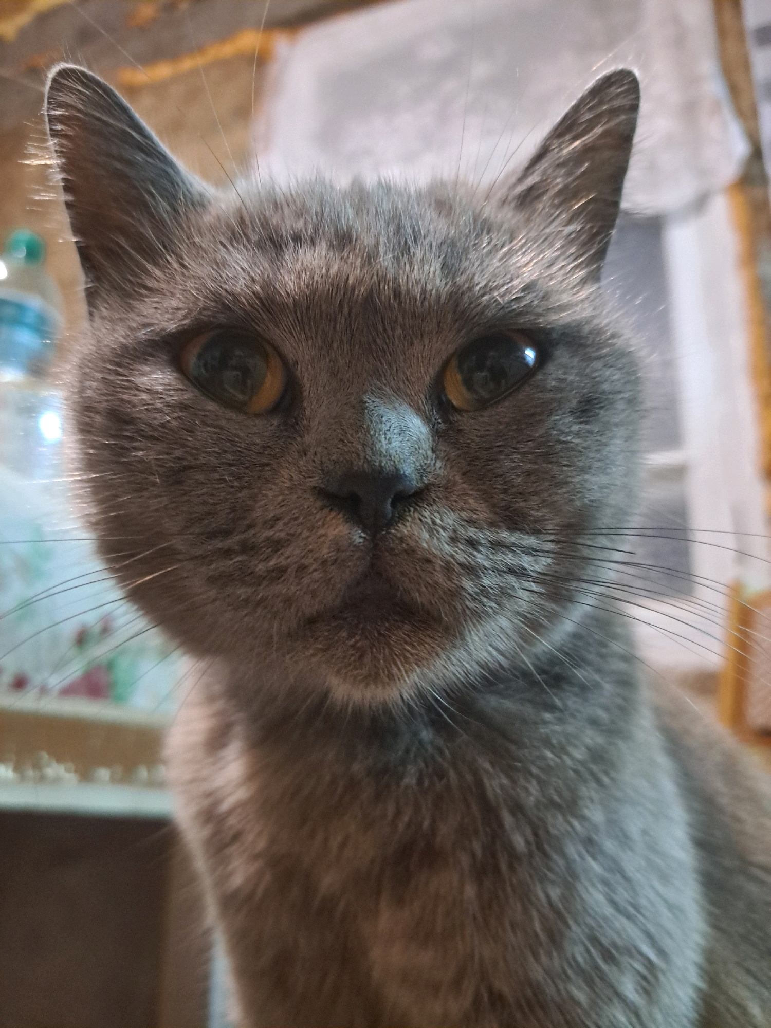 The image is a close-up, eye-level portrait of a gray cat. The cat is facing directly towards the camera, with its head and shoulders filling most of the frame. The cat has large, yellow-green eyes with dark pupils, and prominent whiskers. Its fur appears short and dense, and its ears are pointed and upright. The background is out of focus, showing a blur of colors that suggest an indoor environment. There is a plastic bottle with a blue cap visible on the left side of the frame. The lighting appears to be natural and somewhat diffused, casting soft shadows. The overall impression is that of a common domestic cat in a relaxed setting. The image does not contain any visual information that can be used to determine its location within the city of Vypasne, Ukraine, or any specific actions or interactions.
