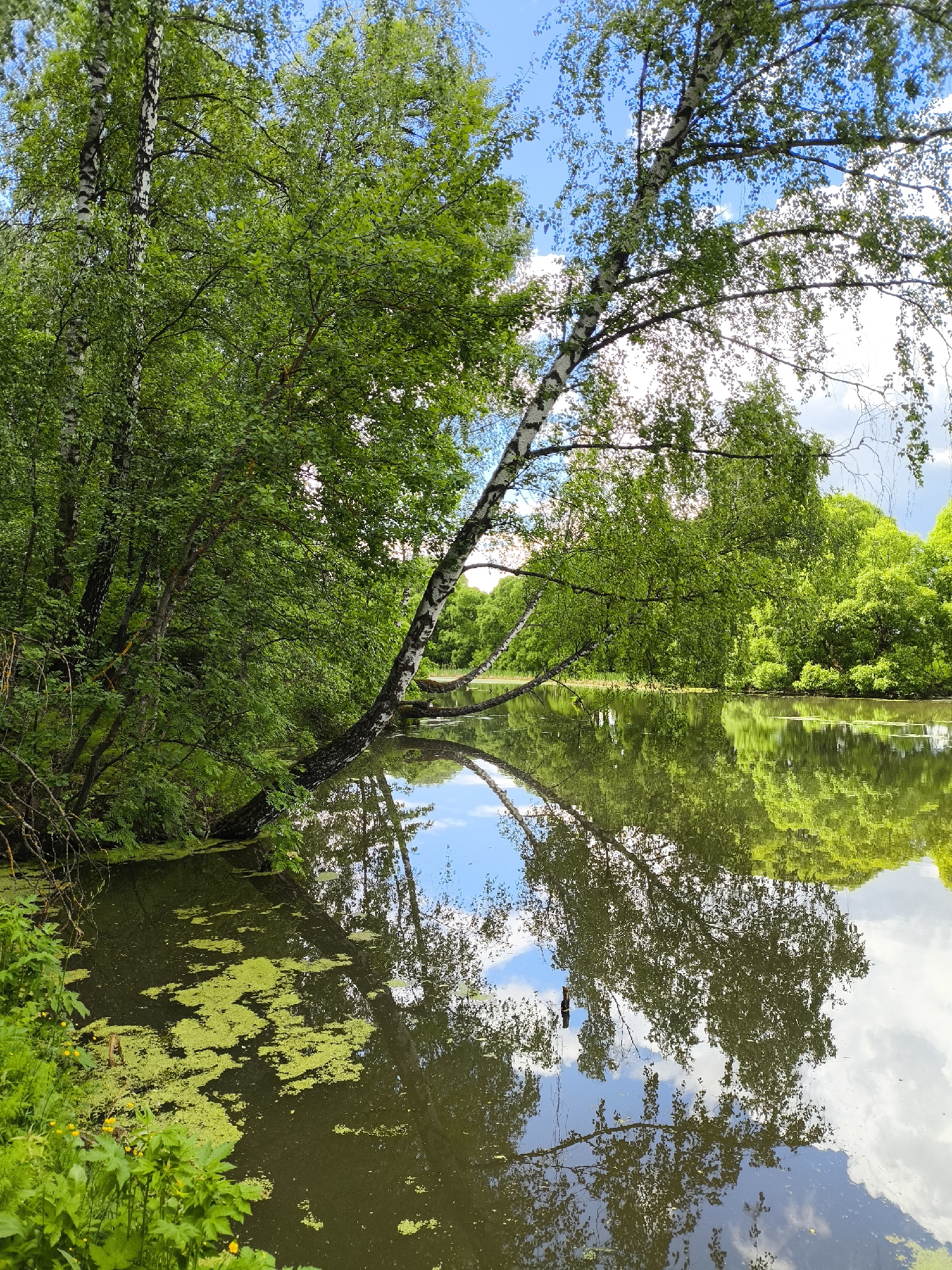 A serene, overcast scene captures a still body of water, possibly a pond or a quiet inlet, with lush greenery enveloping its banks. Dominating the foreground and midground are trees with dense foliage, the branches of which extend partially over the water's surface. A particularly striking birch tree, identified by its distinctive white bark and black markings, angles towards the water, creating an elegant arc. The water itself reflects the trees and the sky, the reflection almost mirroring the above landscape. Patches of duckweed float atop the water, adding to the natural, undisturbed ambiance of the location. The scene is characteristic of a tranquil natural setting within Mar'inskoe, Russia.