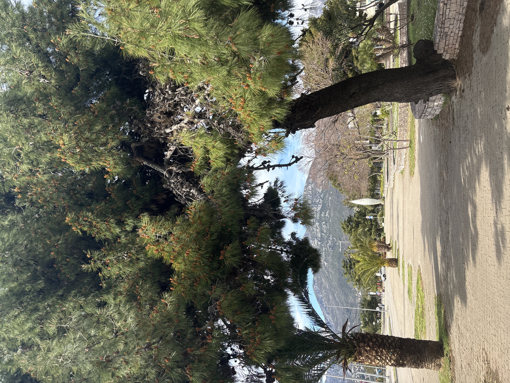The image depicts a park scene in Bar, Montenegro. A pedestrian walkway is visible on the right, composed of gray paving stones. Two palm trees are present, one in the lower left and another near the mid-right. A large pine tree dominates the left side of the image. Mountains are visible in the background.