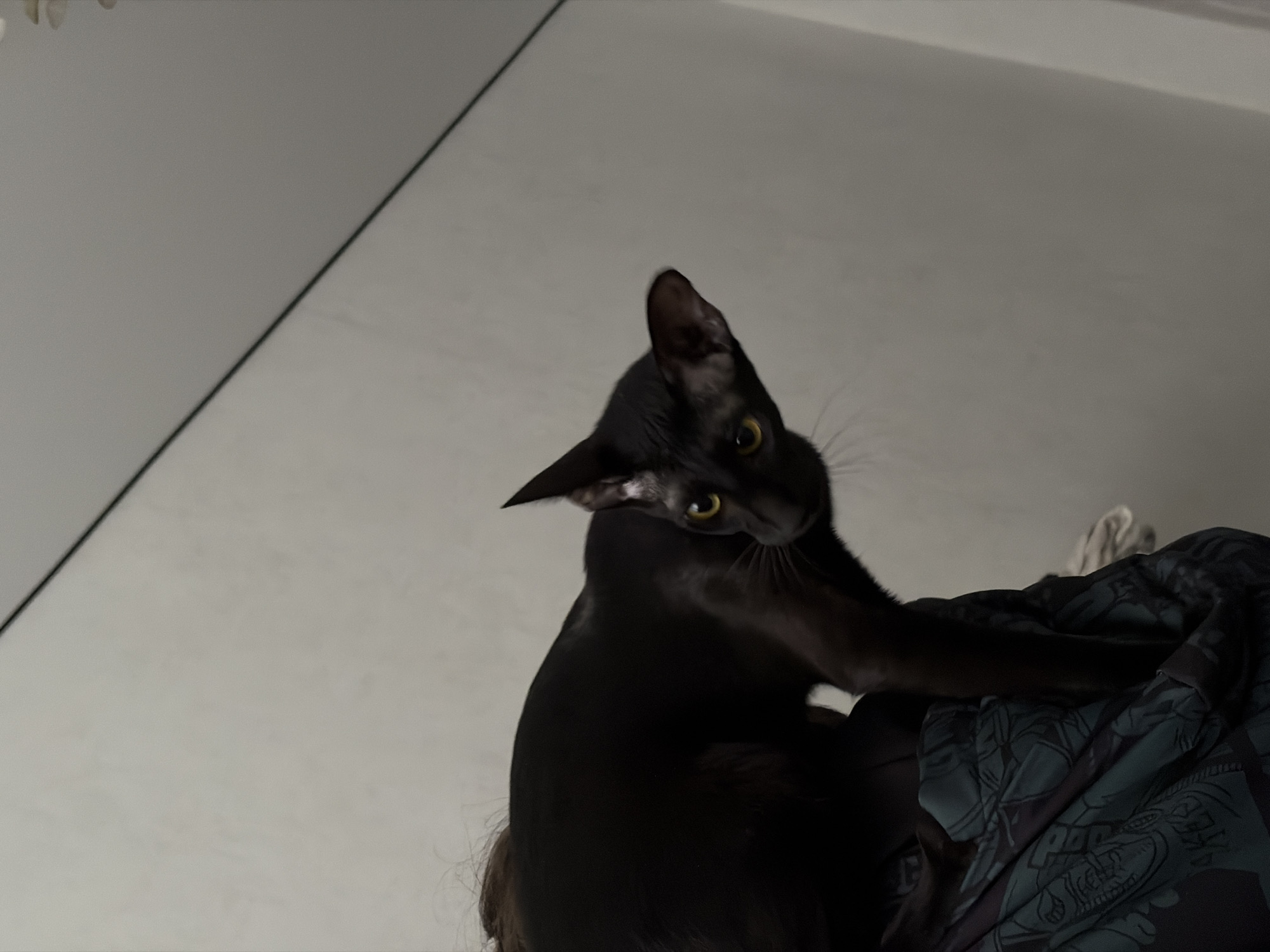 A black cat with yellow eyes is the primary subject, perched on top of patterned fabric, likely clothing or bedding. The background consists of white walls or surfaces meeting at an angle. No people are visible. The specific location in Chaikovsky, Russia, cannot be determined from the image.