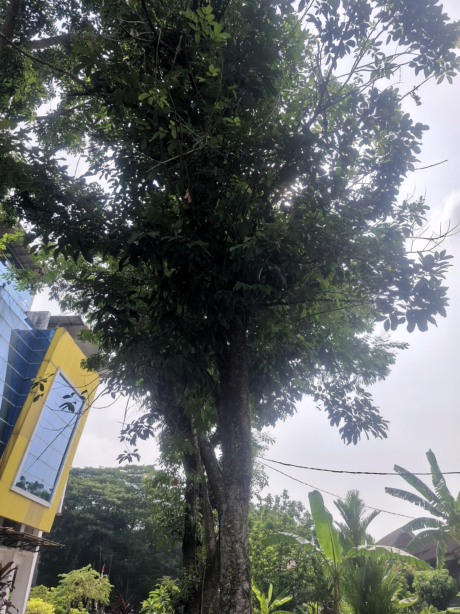 This image depicts an outdoor scene in Medan Estate, Indonesia, focusing on a large tree with lush green foliage dominating the foreground and midground. The tree's trunk is thick and textured, with multiple branches extending upwards and outwards, partially obscuring the sky. Sunlight filters through the leaves, creating dappled light effects. To the left of the tree, a modern building with a distinctive yellow and blue facade is visible, featuring large glass windows that reflect the surrounding environment. In the background, a dense canopy of various trees and tropical vegetation extends across the landscape. The sky above is overcast with a bright, hazy quality. The image captures a moment of natural and architectural integration within an urban setting, with the prominent tree acting as a focal point.