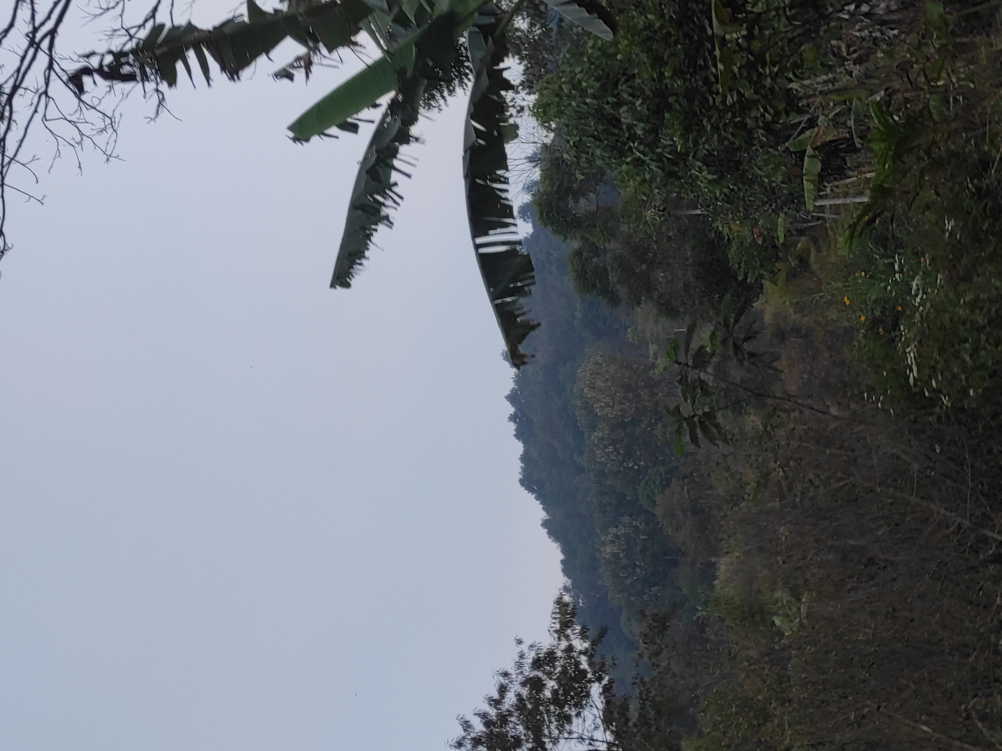 The image captures a serene landscape on a cloudy day, likely in or around Sumedang, Indonesia. The foreground features lush, dense vegetation, with large, tattered banana leaves prominently displayed in the upper right quadrant, framing the scene. Bare tree branches are visible against the pale sky, suggesting a possibly transitional season. In the mid-ground, a verdant, tree-covered hillside rises, its slopes dotted with various shades of green foliage. The sky is overcast and a pale blue-grey, with faint wisps that could be clouds or perhaps even a distant power line. The overall impression is one of natural beauty and tranquility, with a hint of a rural or mountainous setting.