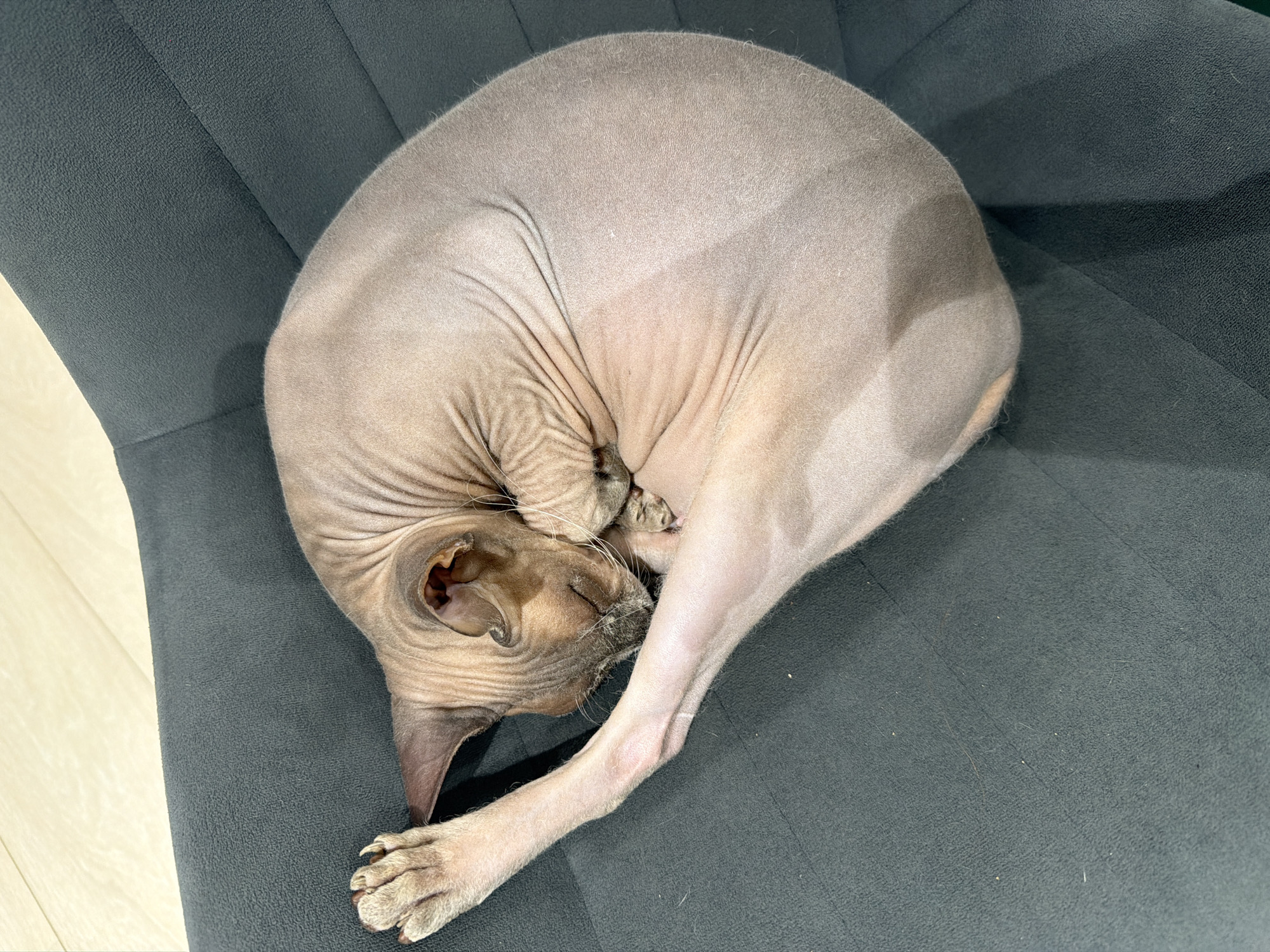 An adult Sphynx cat is curled up asleep on a dark gray textured surface, likely a chair or sofa. The cat is light pinkish-brown with visible wrinkles and folds of skin, and has large ears. Its body is tightly coiled, with its head tucked into its body and its front paws resting near its face. The surface the cat is lying on has a ribbed texture and appears to be indoors. The floor to the left of the cat is light-colored and appears to be wood or laminate. There is no indication of the city of Buzuluk, Russia, in the image.