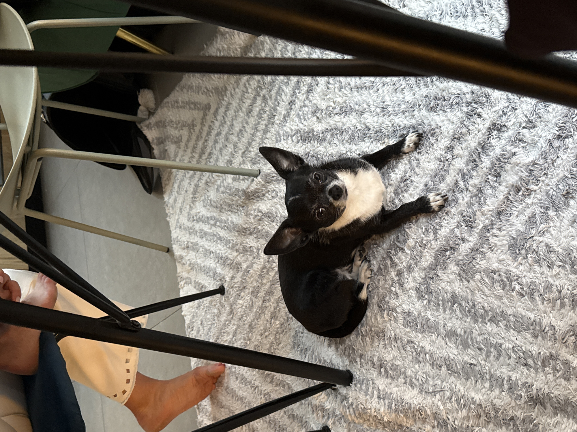 A black and white Chihuahua-like dog lies on a gray shag rug. The dog has white markings on its face and chest. The rug is situated beneath a black metal frame, likely a table or chair legs, partially obscuring the view. To the lower left, a person's bare feet and lower legs are visible, wearing a white garment. The location cannot be determined from the image. No information about Tel-Aviv, Israel is present.