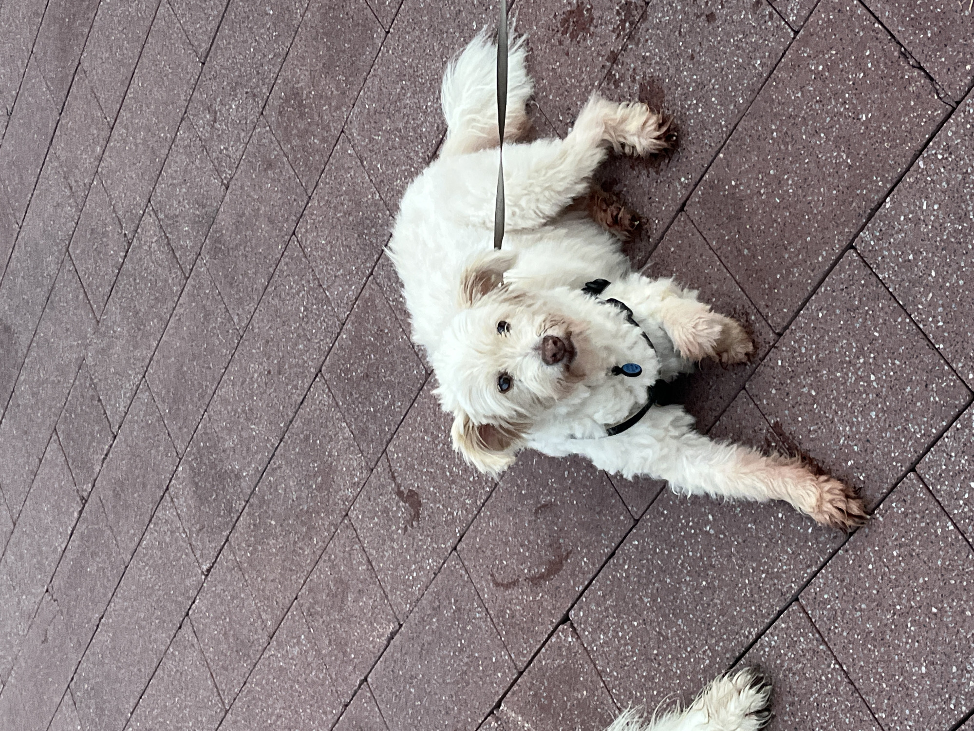 The image shows a small, white, fluffy dog lying on its back on a reddish-brown paved surface. The dog has light brown ears and dark eyes. It is wearing a black collar with a blue tag. A leash is attached to the collar and trails upwards out of frame. The dog appears to be looking up at the camera with a curious expression. The paving stones are laid in a diagonal pattern and appear to be slightly damp, with some faint water marks visible. The lighting suggests it is daytime, possibly overcast given the soft shadows. The setting appears to be outdoors, likely a walkway or patio. There is no visible text in the image.