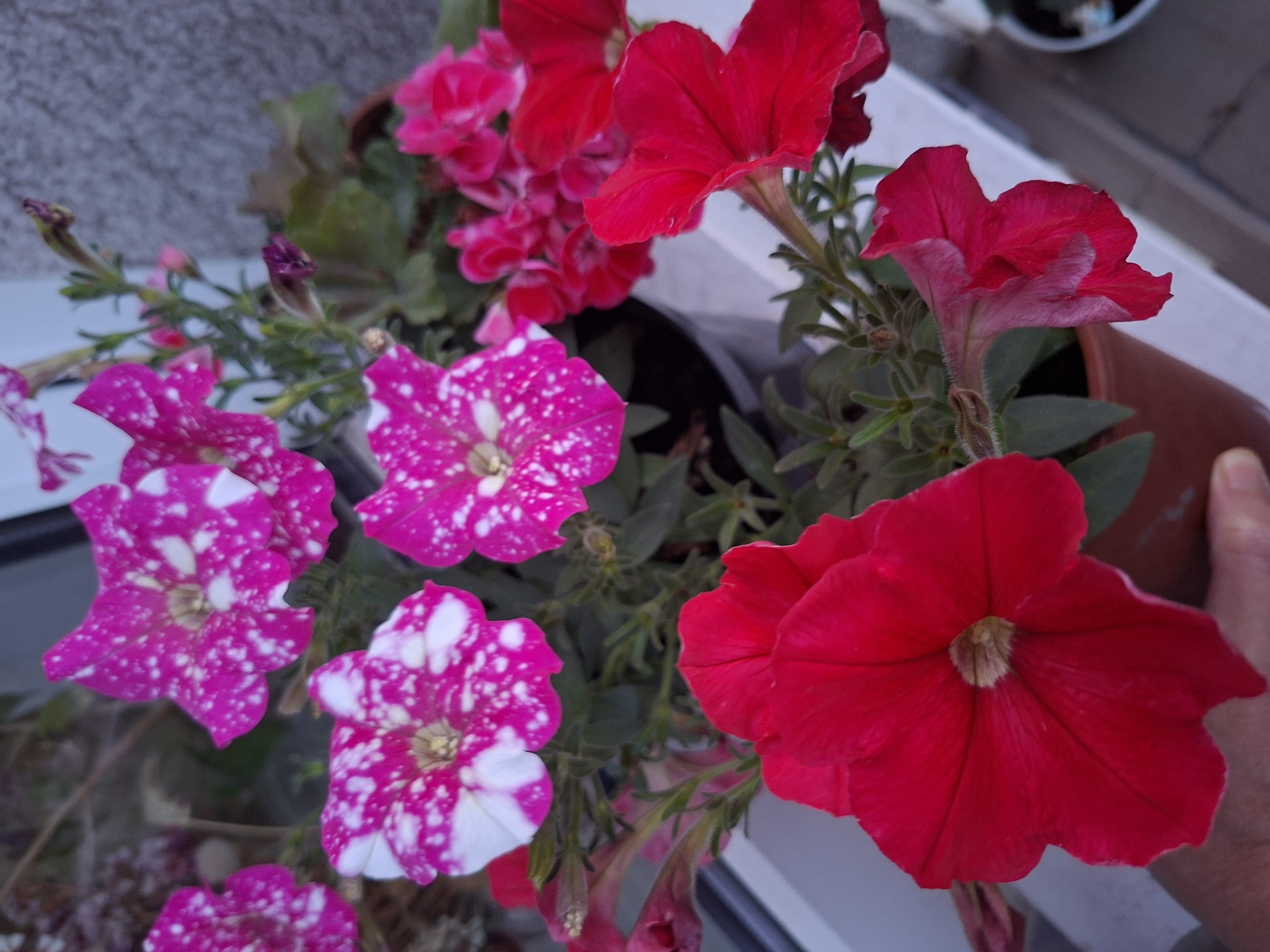 A close-up, eye-level shot captures a collection of vibrant petunia flowers in bloom, set against a softly blurred backdrop of a building's textured facade. The foreground is dominated by a large, deep red petunia, its petals unfurled and velvety. To its left and slightly behind, a smaller, similarly colored petunia droops. Several magenta and white speckled petunias are visible further back, interspersed with buds and green foliage. The flowers are arranged in a brown pot, partially obscured by a hand reaching into the frame from the bottom left. The scene appears to be on a windowsill or balcony, suggesting an outdoor urban setting, possibly in Kaliningrad, Russia, given the architectural style of the background, which resembles typical residential buildings in the region. The lighting suggests it is daytime, with a warm, natural light illuminating the colorful blossoms.
