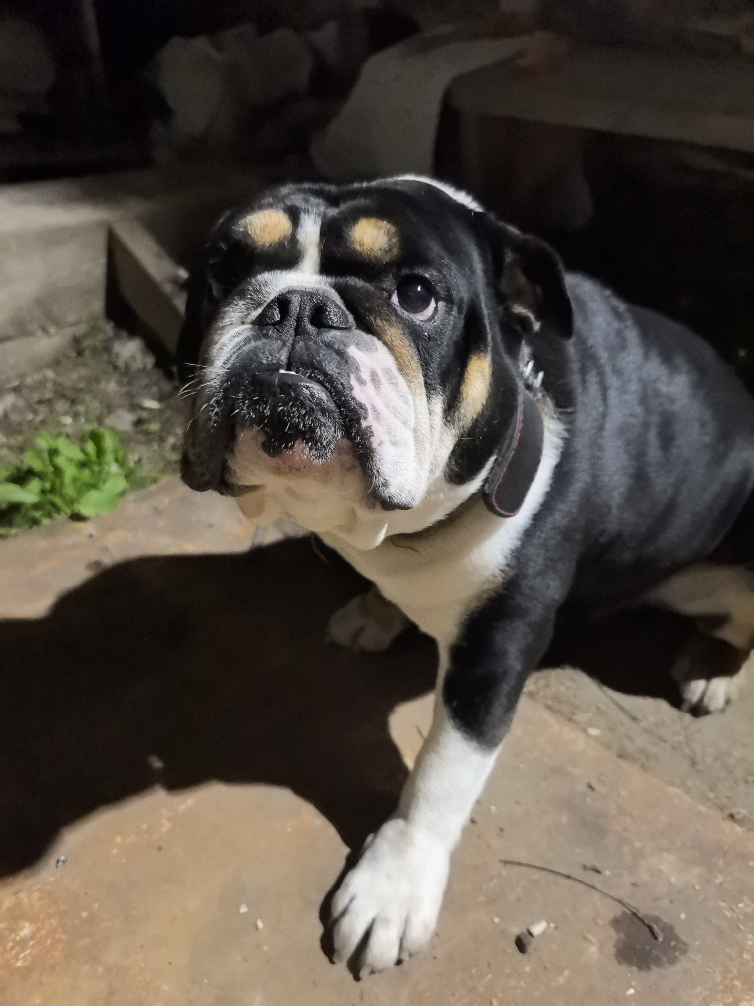 A black, white, and tan bulldog wearing a black collar is sitting on a brown concrete surface. The dog is facing the camera with its left paw extended. The background is dark, with some vegetation visible to the left.
