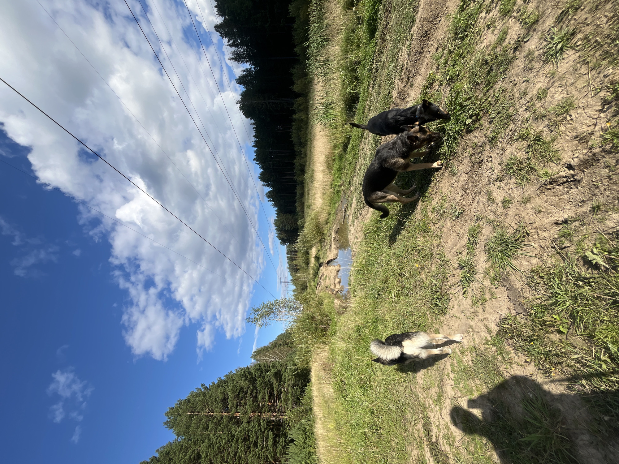 In a rural, unpaved area, possibly on the outskirts of Nizhny Tagil, Russia, three dogs are present. Two dogs, one black and tan German Shepherd type and a smaller black dog, are sniffing the ground on a dirt path. A third dog, with black, white, and tan markings and a bushy tail, is standing further back on the path. The environment is a mix of dry grass, dirt, and a muddy puddle. A dense coniferous forest borders the area on the right, and tall pine trees are visible on the left. Overhead, a bright blue sky with scattered white clouds is traversed by power lines supported by distant utility poles. A person's shadow, holding what appears to be a phone, is cast on the ground in the foreground.