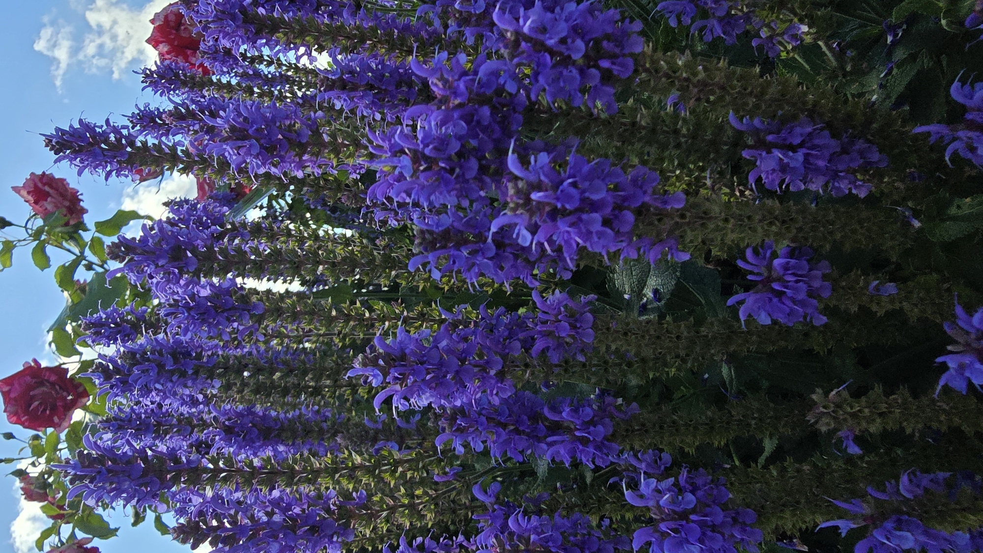 In the city of Kaunas, Lithuania, a dense cluster of tall, spiky purple flowers, likely salvias, dominates the foreground of the image. The flowers are tightly packed along thick, green stems, with individual blossoms appearing as small, delicate structures. Behind the purple blooms, hints of rose bushes with red and pink flowers are visible, along with glimpses of a bright blue sky dotted with fluffy white clouds. The overall impression is one of a vibrant garden scene, possibly on a sunny day.