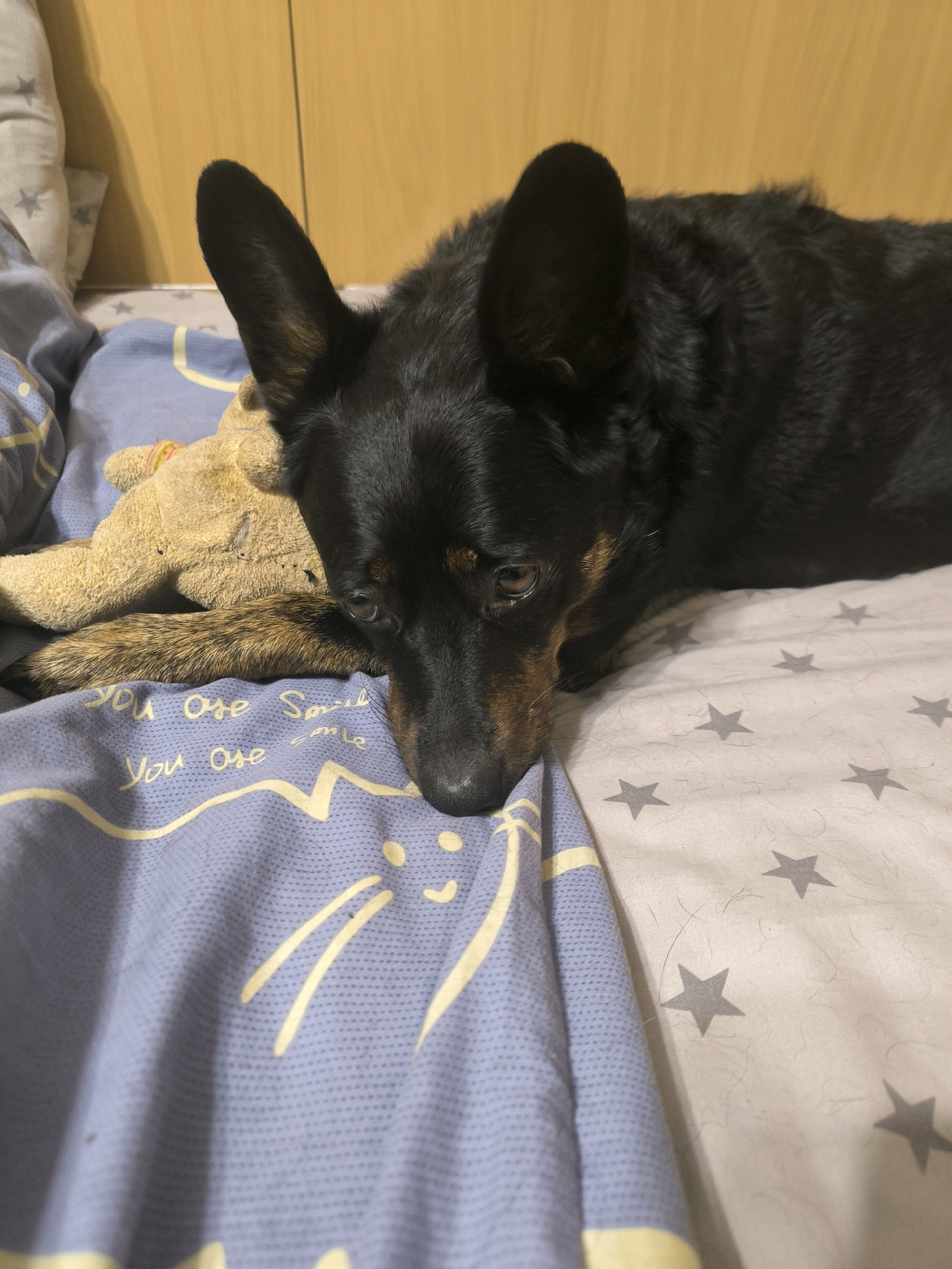 A black dog with tan markings on its face and ears is lying on a bed with patterned blue and grey sheets. The dog is resting its head on a well-worn, light brown stuffed animal. The blue sheet has a pattern of yellow lines and dots that resemble a cat's face, along with handwritten text. The grey sheet has a repeating pattern of grey stars. The background shows a wooden surface, likely a closet door or wall, with two pillows. The scene appears to be indoors.