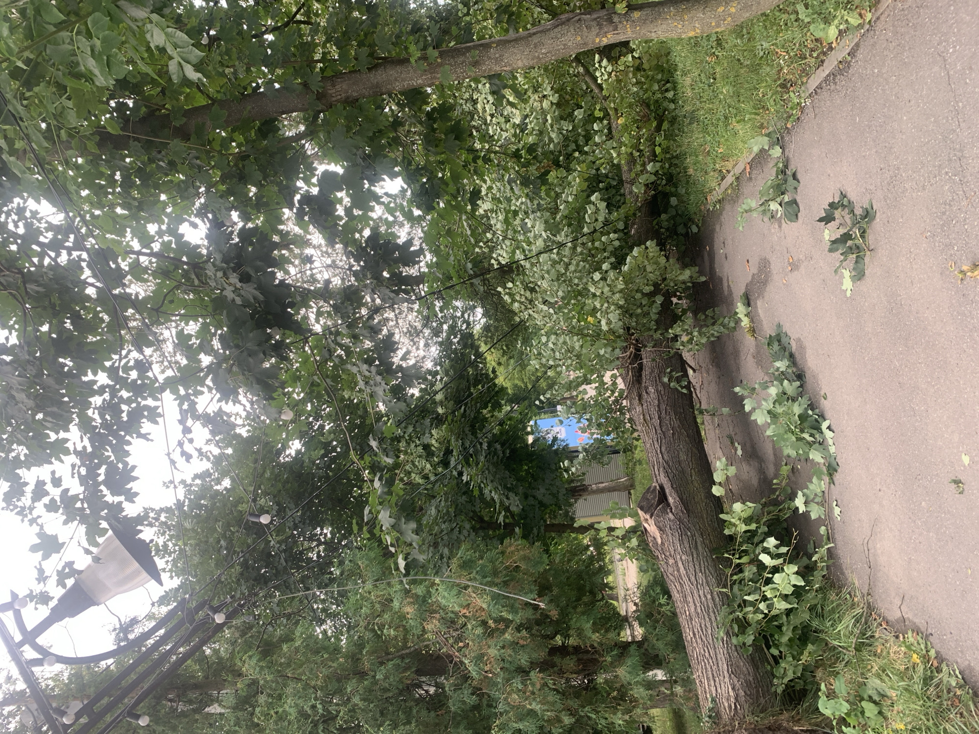 A large tree has fallen across a paved walkway in Kolomyia, Ukraine. The tree trunk, which appears to be from a mature tree, is lying horizontally across the path. Numerous branches and leaves are scattered on the walkway and surrounding grassy areas. A street lamp with several light bulbs is visible in the upper left quadrant of the image, partially obscured by the tree's canopy. In the background, there are other trees and some man-made structures, including a building with a blue advertisement panel. The sky is overcast, suggesting cloudy weather. The scene depicts the aftermath of a storm or strong wind.