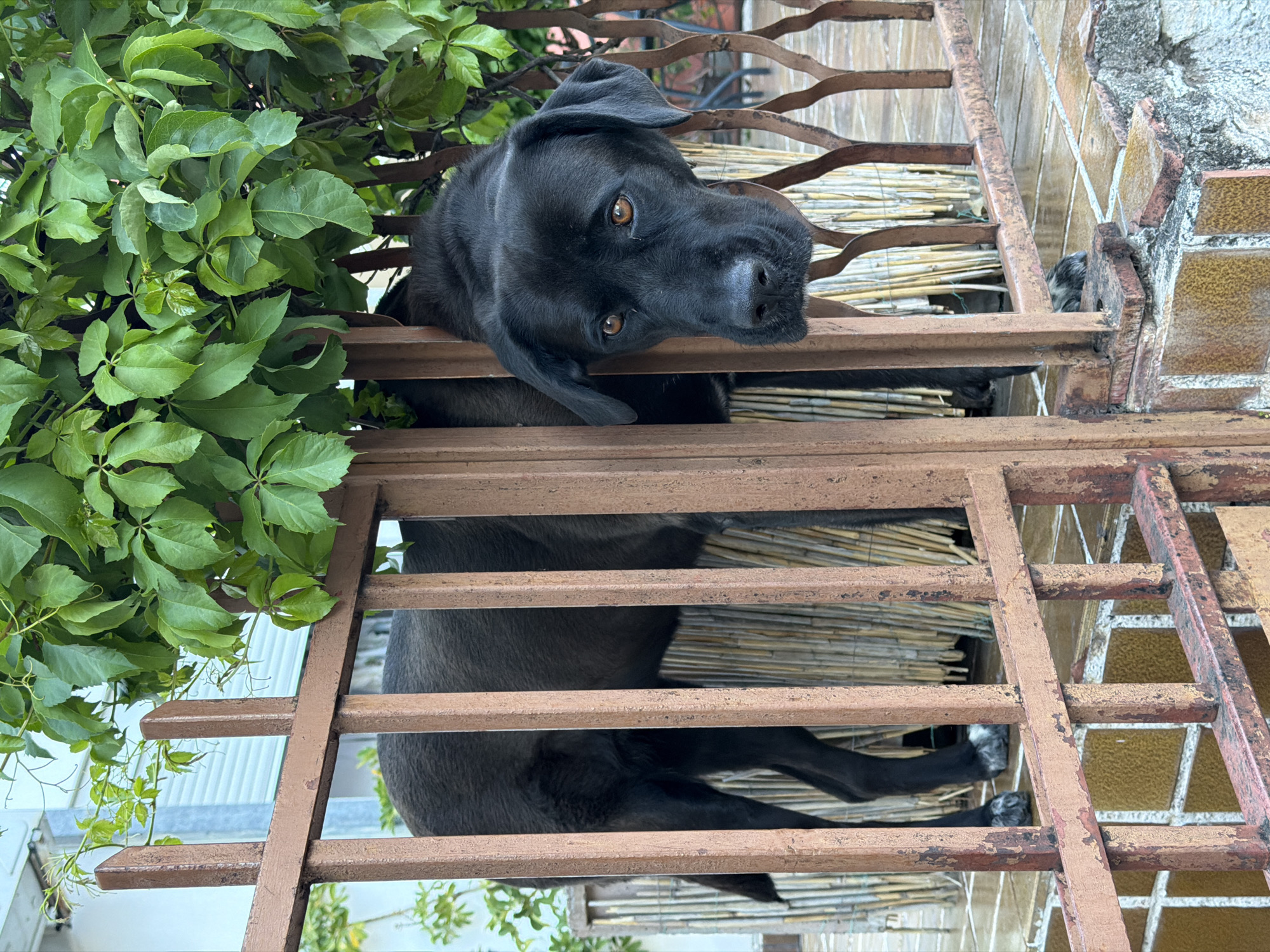 A black Labrador Retriever or a similar dog peers through a weathered, rusty brown metal fence in Budva, Montenegro. The dog's head is tilted, and its warm, amber-brown eyes are focused directly at the viewer with a curious and gentle expression. Its dark, sleek fur and floppy ears are prominent.
The fence, constructed of horizontal and curved metal bars, shows significant signs of age and corrosion, with patchy paint and rust. Directly behind the dog and the fence, a light-colored matting, possibly made of bamboo or reeds, provides a textured backdrop. To the left, vibrant green foliage, appearing to be leafy vines, cascades over the fence, integrating natural elements into the scene.
In the upper right portion of the background, a section of a tiled wall with a distinctive pattern of orange-brown and gray tiles is visible, indicative of a rustic or Mediterranean architectural style. Below the fence line and partially obscured by the foliage, glimpses of a lighter-colored building or structure with corrugated details can be seen. The scene is brightly and evenly lit, suggesting daytime conditions. The dog appears to be resting or observing from an elevated position, possibly a balcony or terrace, with its body mostly hidden behind the fence and matting. There is no visible text.