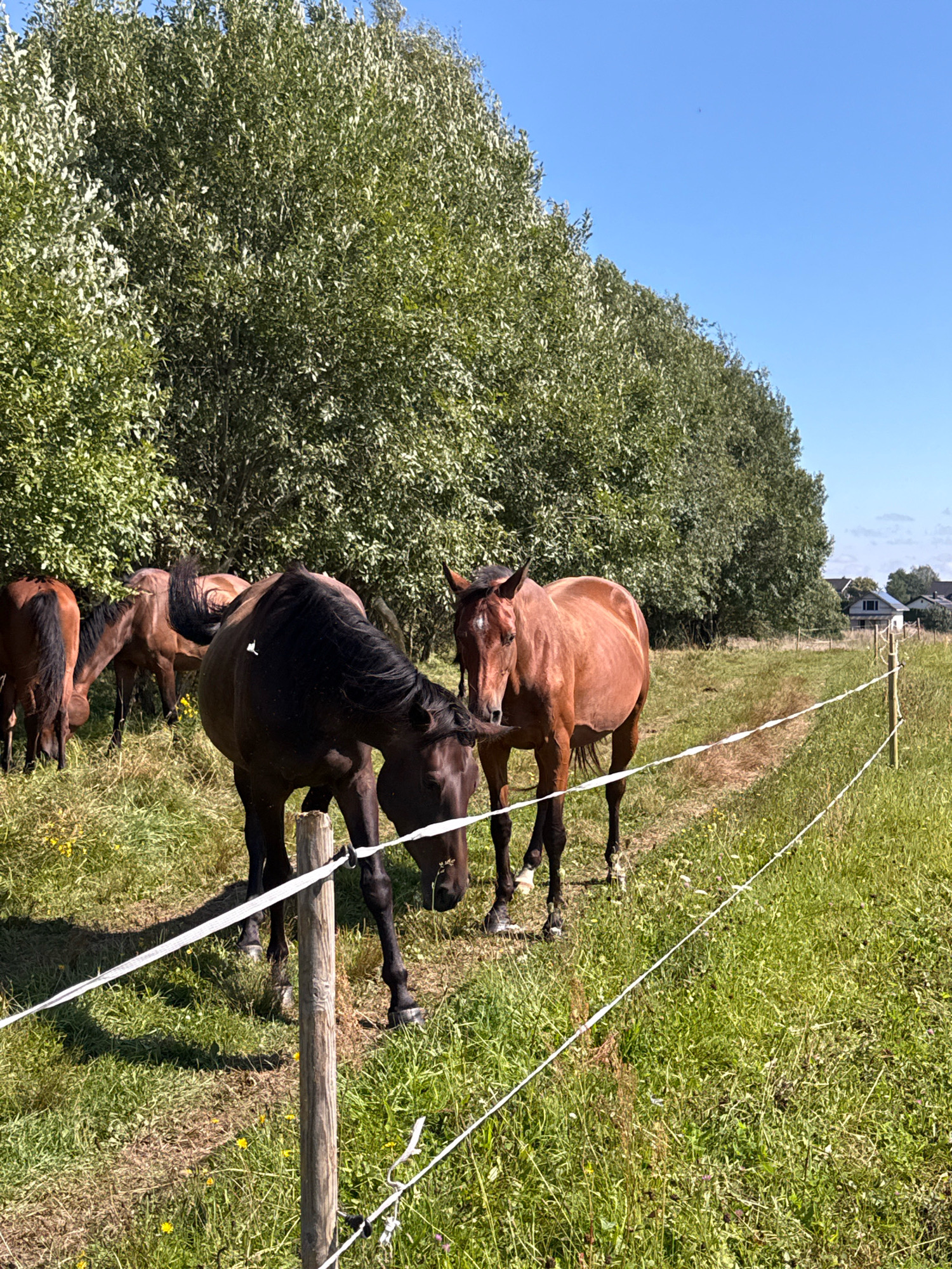 In Galinė, Lithuania, on a sunny day, four horses are grazing in a fenced-in field. Two horses are in the foreground: one is dark brown and is bending its head down to eat grass, and the other is a reddish-brown horse standing and looking towards the camera. In the background, two more horses, both reddish-brown, are also grazing. The field is covered in green grass and dotted with yellow wildflowers. A line of tall, leafy trees forms a dense backdrop behind the horses. In the distance, several houses with dark roofs are visible under a clear blue sky. A white electric fence runs across the field, demarcated by wooden posts.