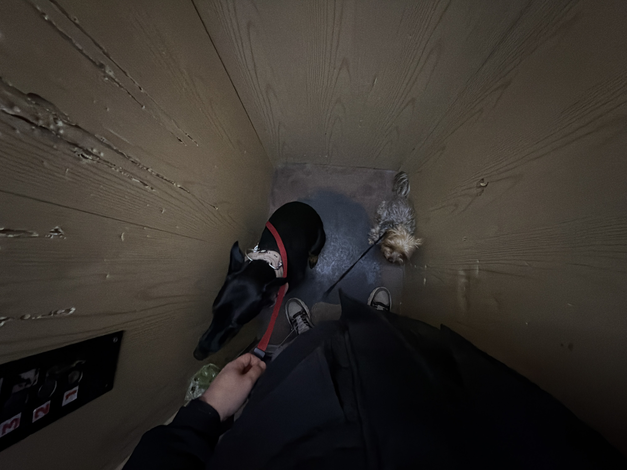 A high-angle view from inside a wooden-walled elevator or small enclosure, possibly in Sofia, Bulgaria, shows two dogs and a person. One dog is a black Doberman Pinscher mix with a red leash and harness. The other dog is a small, long-haired terrier. The person is partially visible, wearing sneakers and a black outfit, holding the leash of the terrier. A control panel with numbered buttons is visible on the left wall. The lighting is dim. The walls show signs of wear. The floor is gray concrete.