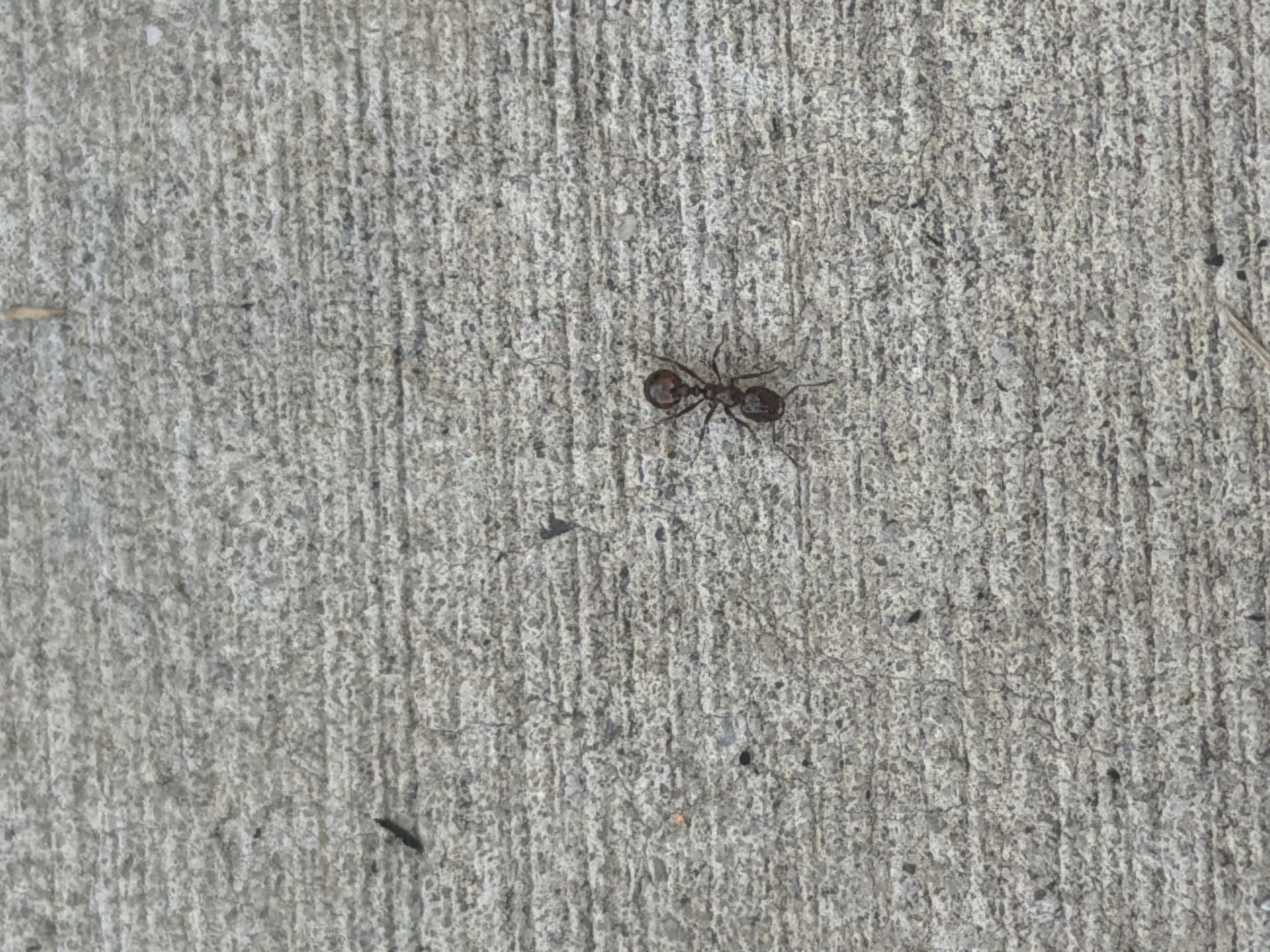An ant is pictured on a textured gray concrete surface. The ant is dark brown to reddish-brown and is oriented with its head facing left. The concrete surface exhibits horizontal striations and a granular texture. A small black object, possibly another ant or debris, is visible to the upper left of the main subject. A few thin, dried plant stems or grass blades are also present on the concrete. The scene is outdoors.