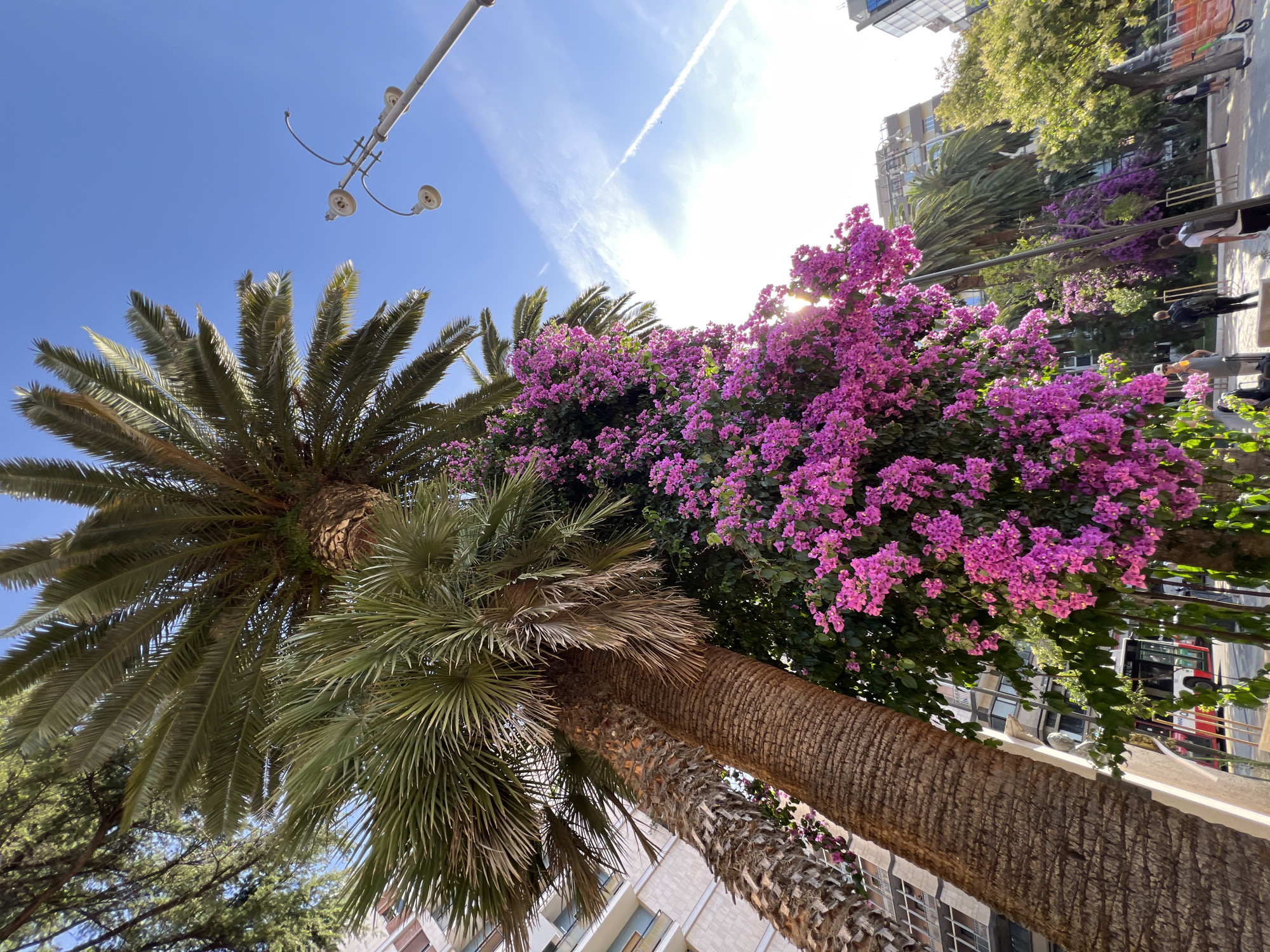 A low-angle, wide shot captures a vibrant street scene in Bari, Italy, dominated by lush greenery and bright sunlight. In the foreground, a massive palm tree trunk, textured and rough, leans towards the left. Cascading down its side, a profusion of bright pink bougainvillea flowers spills over, creating a striking contrast with the palm's natural brown hues.
To the left of the palm tree, the facade of a modern, multi-story building is visible, its windows reflecting the blue sky. Behind the bougainvillea, more palm trees and leafy green trees form a dense backdrop, interspersed with glimpses of other buildings. A red and white bus, with passengers visible through its windows, is parked on the street to the left, partially obscured by the foliage.
The bright blue sky above is marked by thin, white contrails from an airplane, adding a touch of depth to the scene. A streetlamp with two lights stands to the right of the palm tree, its metal structure extending upwards.
In the middle ground, several people are seen walking along the paved sidewalk. One person in the foreground, on the left, is wearing a hat and appears to be holding a bag. Further down the street, other individuals are walking, some with backpacks. A lime green electric scooter is parked on the right side of the pavement. The overall impression is one of a lively urban environment during daylight, characterized by natural beauty and everyday activity.