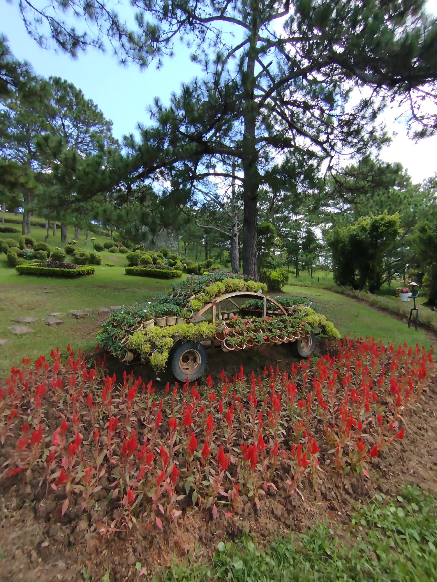 The image shows a unique garden display at Lam Vien Square in Da Lat, Vietnam. In the foreground, a bed of vibrant red celosia flowers blooms. Behind the flowers, a vintage car-shaped sculpture, intricately decorated with various green plants and small potted flowers, is displayed. The sculpture has visible wheels, suggesting it's built on a wheeled chassis. The garden is set on a gentle slope, with manicured hedges and trees in the background. The sky above is a pale blue, indicating it's likely daytime. There are no people visible in the image.