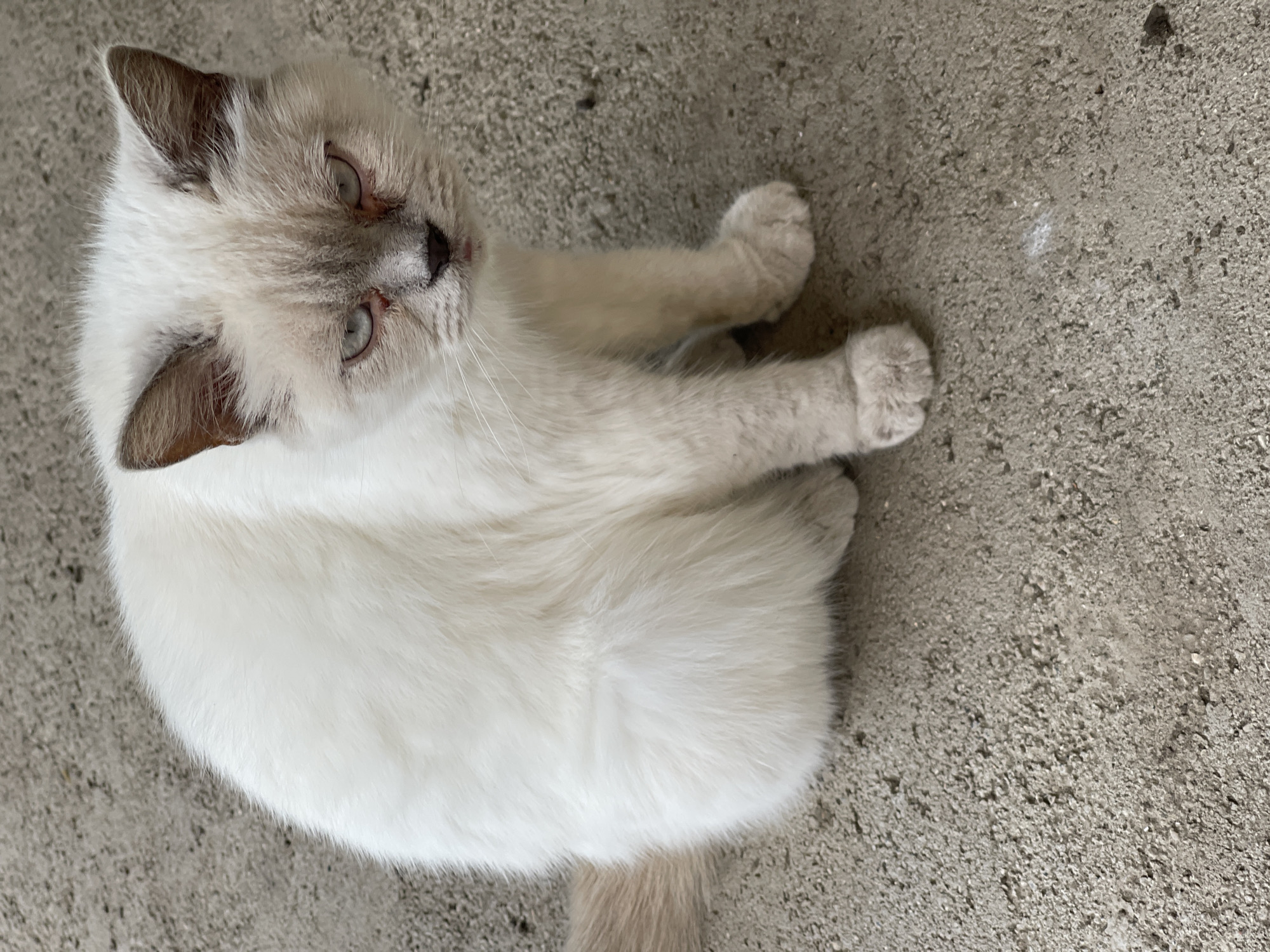 A fluffy, light-colored cat with brown markings on its ears and face lies on a textured gray concrete surface. The cat's eyes are open and appear to be light blue or gray. Its body is mostly white, with subtle shading on its back and tail. One of its front paws is extended forward, resting on the concrete, while the other is curled underneath its body. The cat is looking towards the left of the frame, with its head slightly tilted. The concrete surface is rough and appears to be outdoors, possibly a patio or sidewalk. There are a few small dark specks on the concrete, and a very faint shimmer of light is visible in the upper right quadrant of the image. The lighting suggests it is daytime, with no specific weather conditions evident. The overall mood of the image is calm and peaceful, with the cat appearing relaxed. There is no visible text in the image.