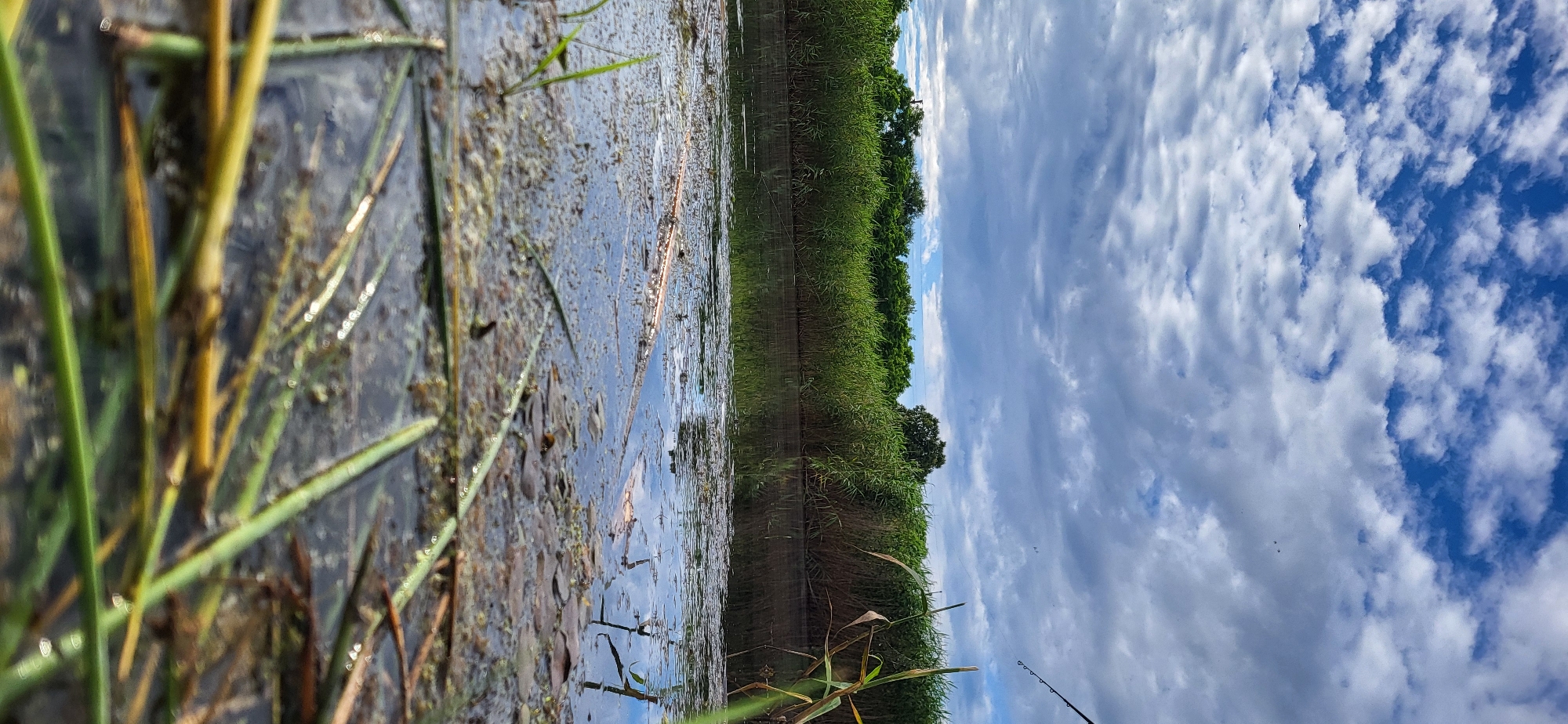 This is a low-angle, vertical, full-shot photograph taken in Hetmanivka, Ukraine. The scene depicts a body of water in the foreground, with lush green reeds and trees lining the opposite bank. The water's surface is partially covered with algae and fallen leaves, and reflections of the sky and vegetation are visible. The sky above is a mix of blue and grey clouds, with some patches of sunlight breaking through. The overall atmosphere is natural and serene, with no human presence or discernible activity. The image captures a moment of natural beauty in the Ukrainian landscape.