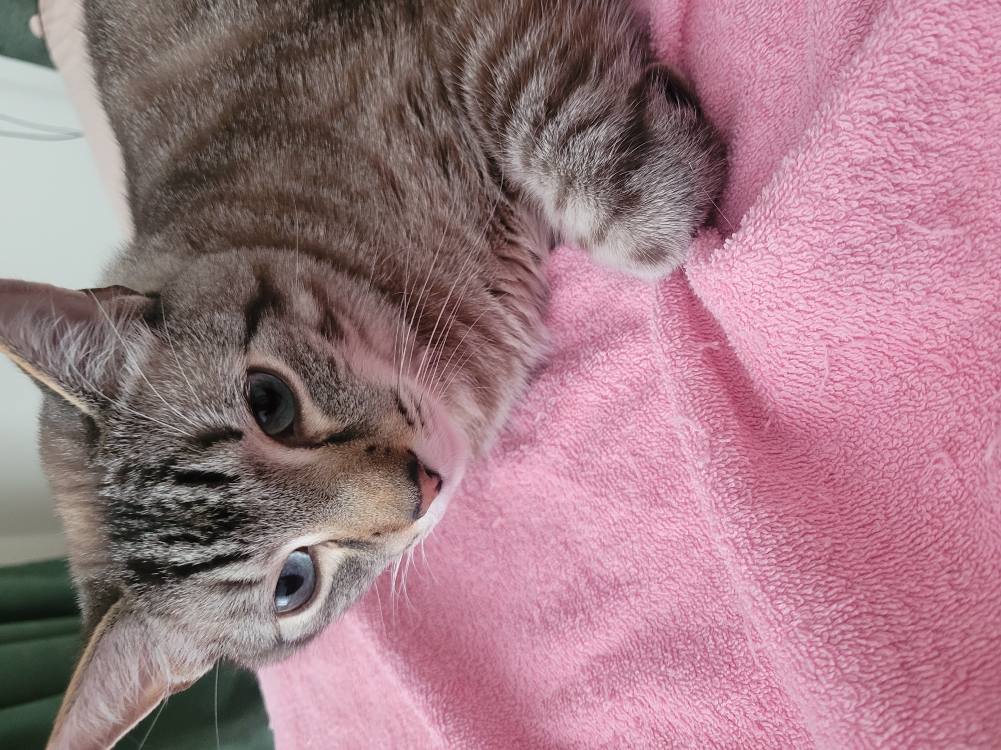 A close-up shot shows a tabby cat with striking blue and dark eyes resting on a pink, textured towel. The cat's fur displays a pattern of grey and black stripes. Its left eye is a pale blue, while the right eye is a dark brown or black. The cat is positioned on the right side of the frame, with its head angled towards the left. The background is softly blurred, with hints of green fabric on the left and a light-colored surface on the right. The overall scene is domestic and intimate, capturing a moment of repose for the feline subject. There is no information in the image to suggest a location in Kyiv, Ukraine.
