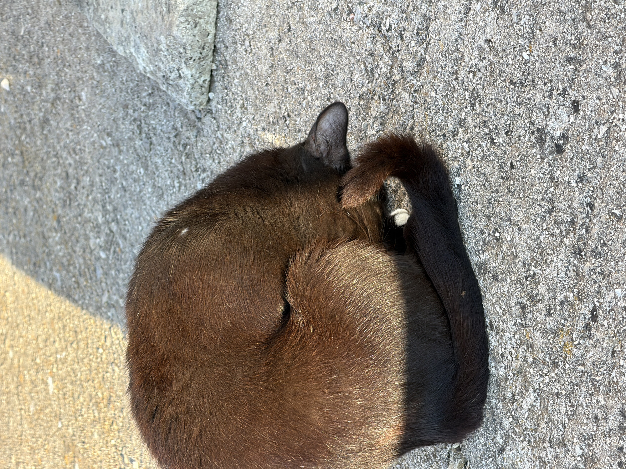 A brown cat sleeps curled on a speckled gray concrete surface. The cat's head is tucked under its body, with its tail wrapped around itself. A shadow from an unseen object falls across the cat and the ground. To the right of the cat, a light-colored rock is visible. The scene appears to be outdoors in a paved area.